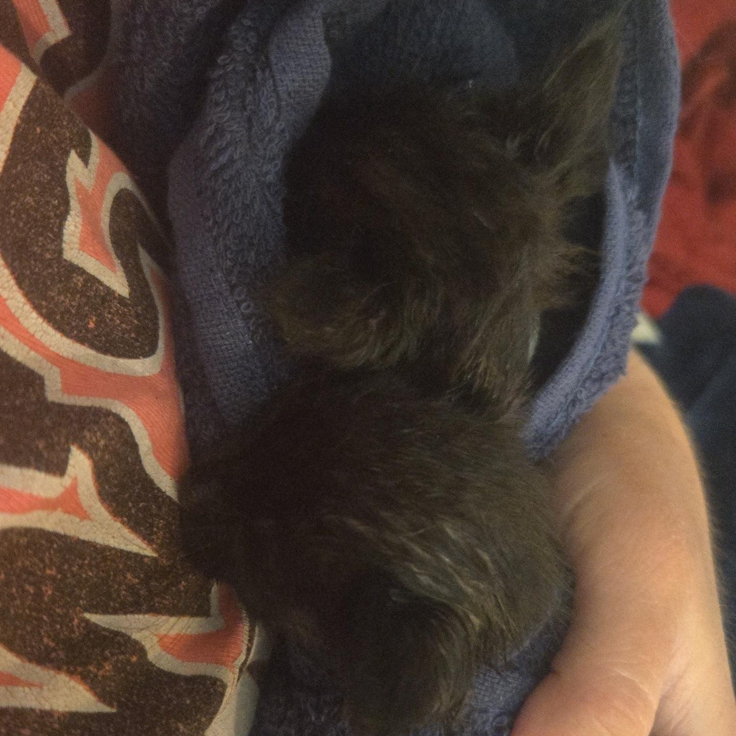 The Explorers - Available Soon, a Adoptable Domestic Short Hair in Sauk City, WI image 3/3