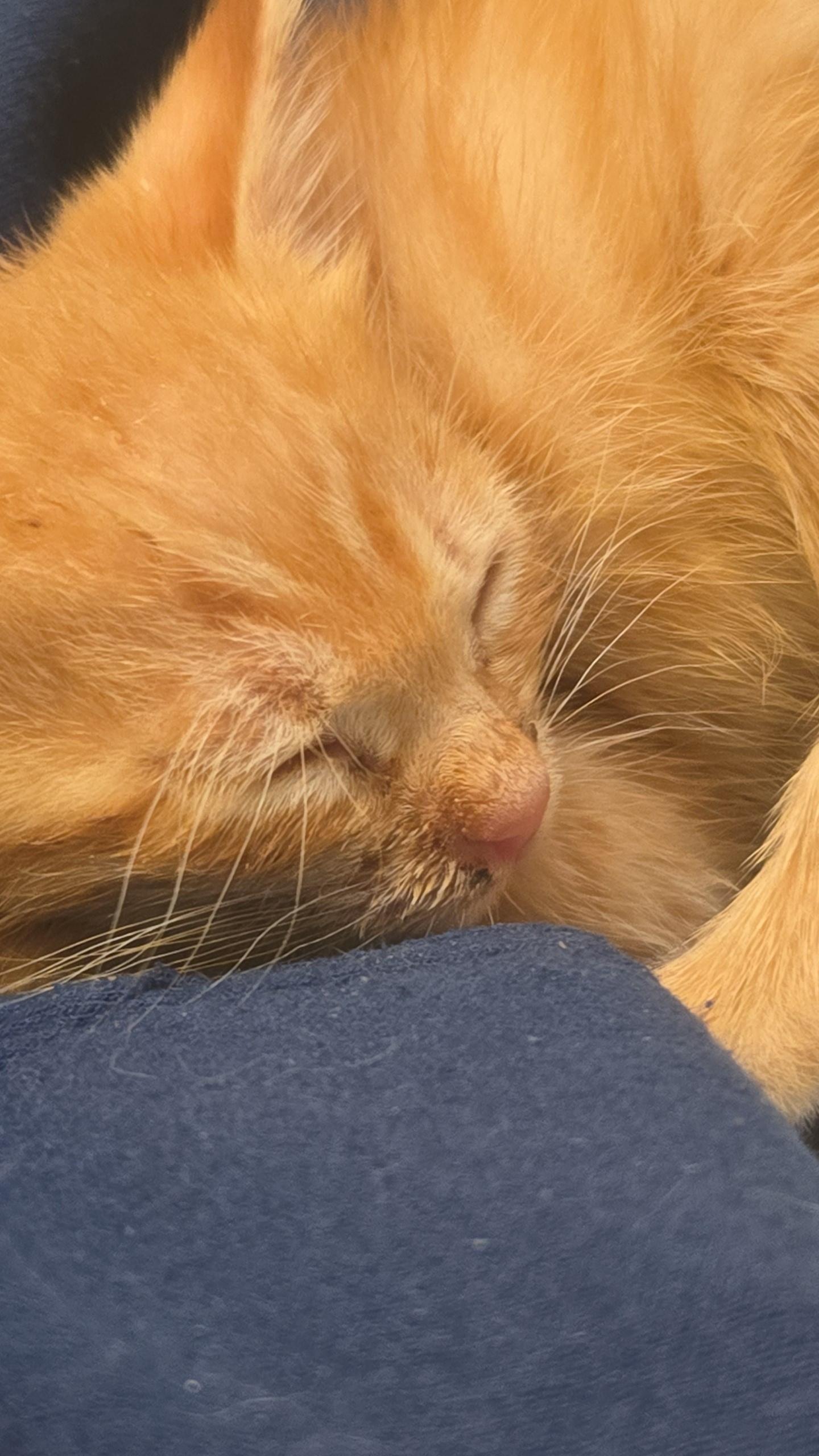 The Explorers - Available Soon, a Adoptable Domestic Short Hair in Sauk City, WI image 2/3