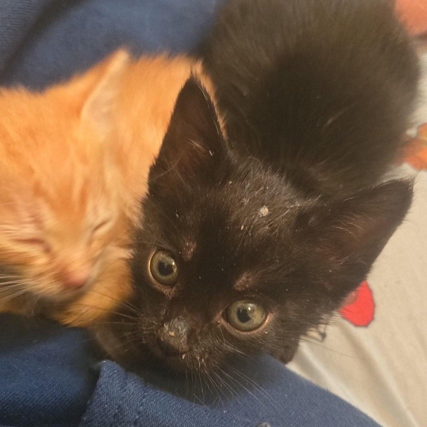 The Explorers - Available Soon, Adoptable, Kitten Female Domestic Short Hair.