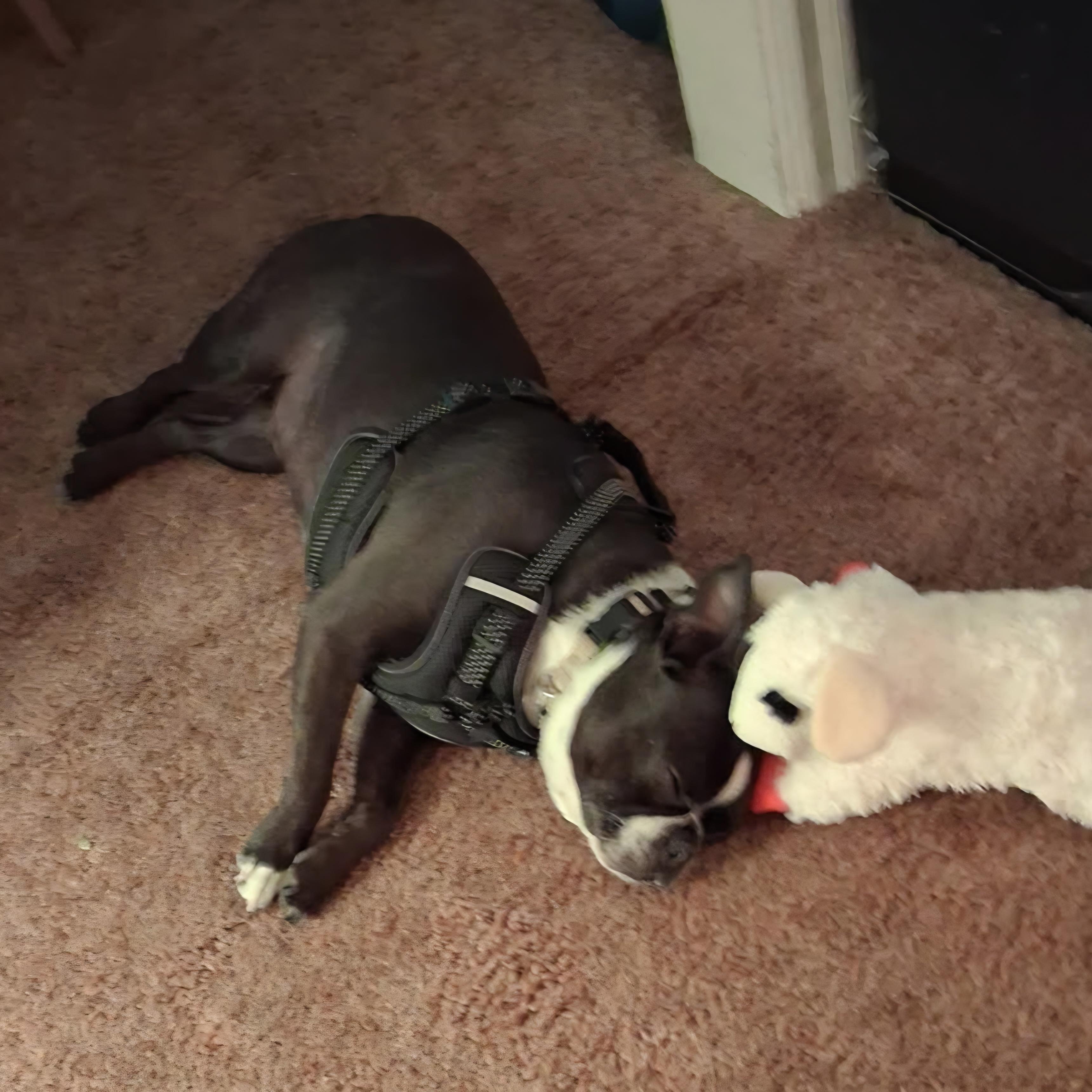 Wally in CO, a ADOPTABLE Boston Terrier in Littleton, CO image 4/5