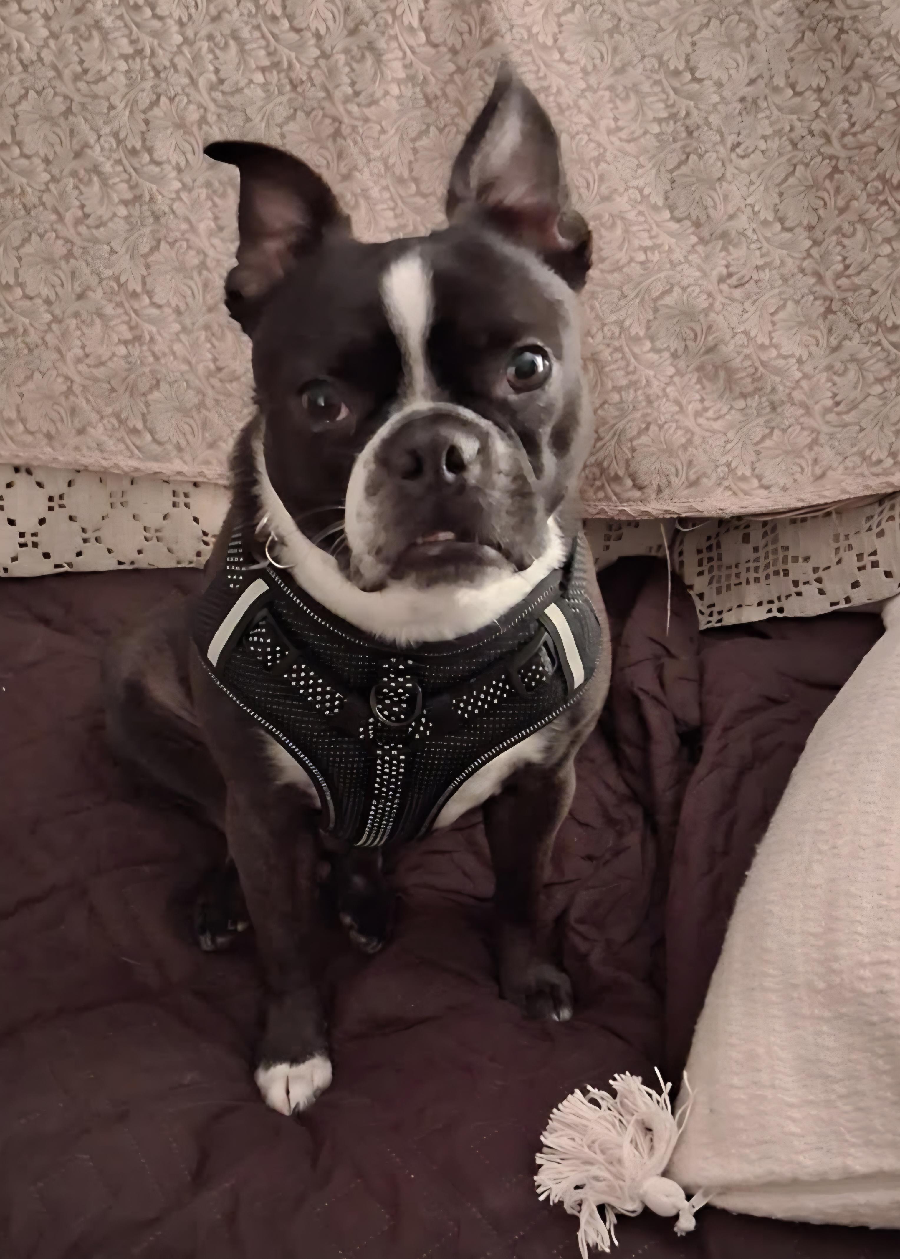 Wally in CO, a ADOPTABLE Boston Terrier in Littleton, CO image 3/5