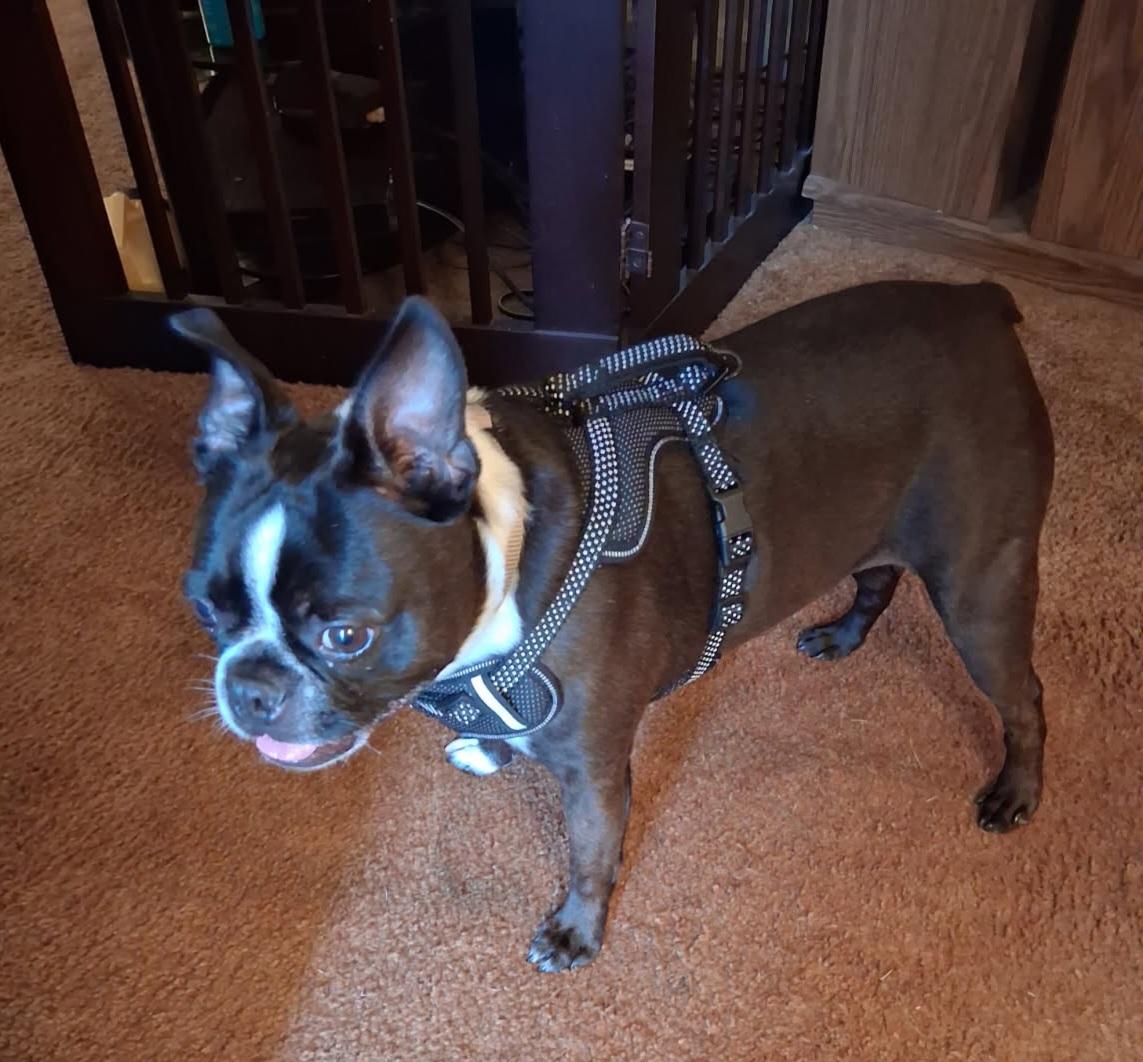 Wally in CO, a ADOPTABLE Boston Terrier in Littleton, CO image 2/5