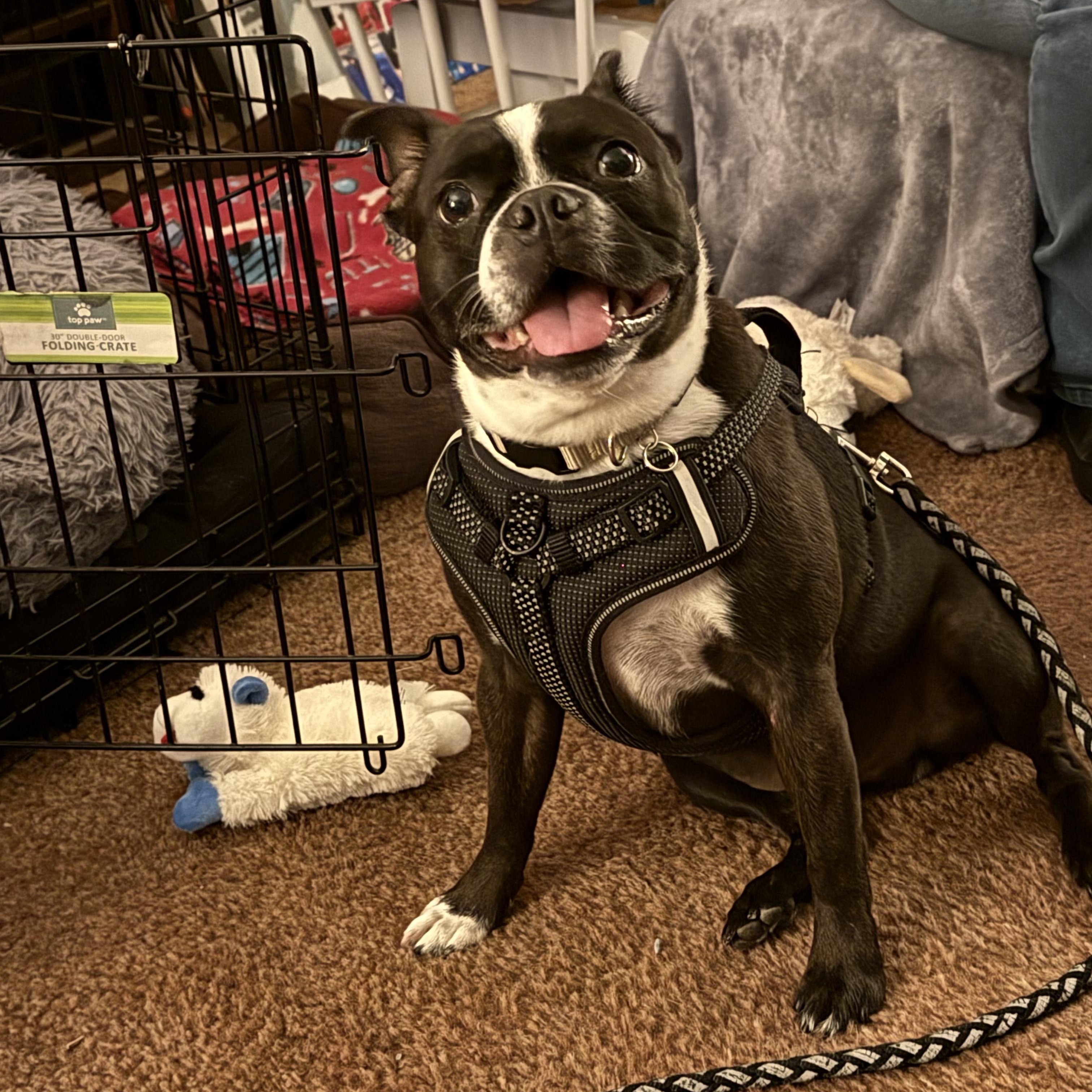 Wally in CO, a ADOPTABLE Boston Terrier in Littleton, CO image 1/5