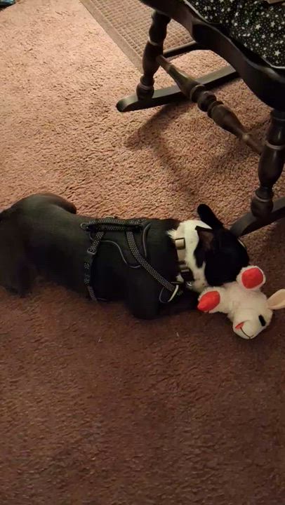 Enlarge Wally in CO, a ADOPTABLE Boston Terrier in Littleton, CO video 5/5