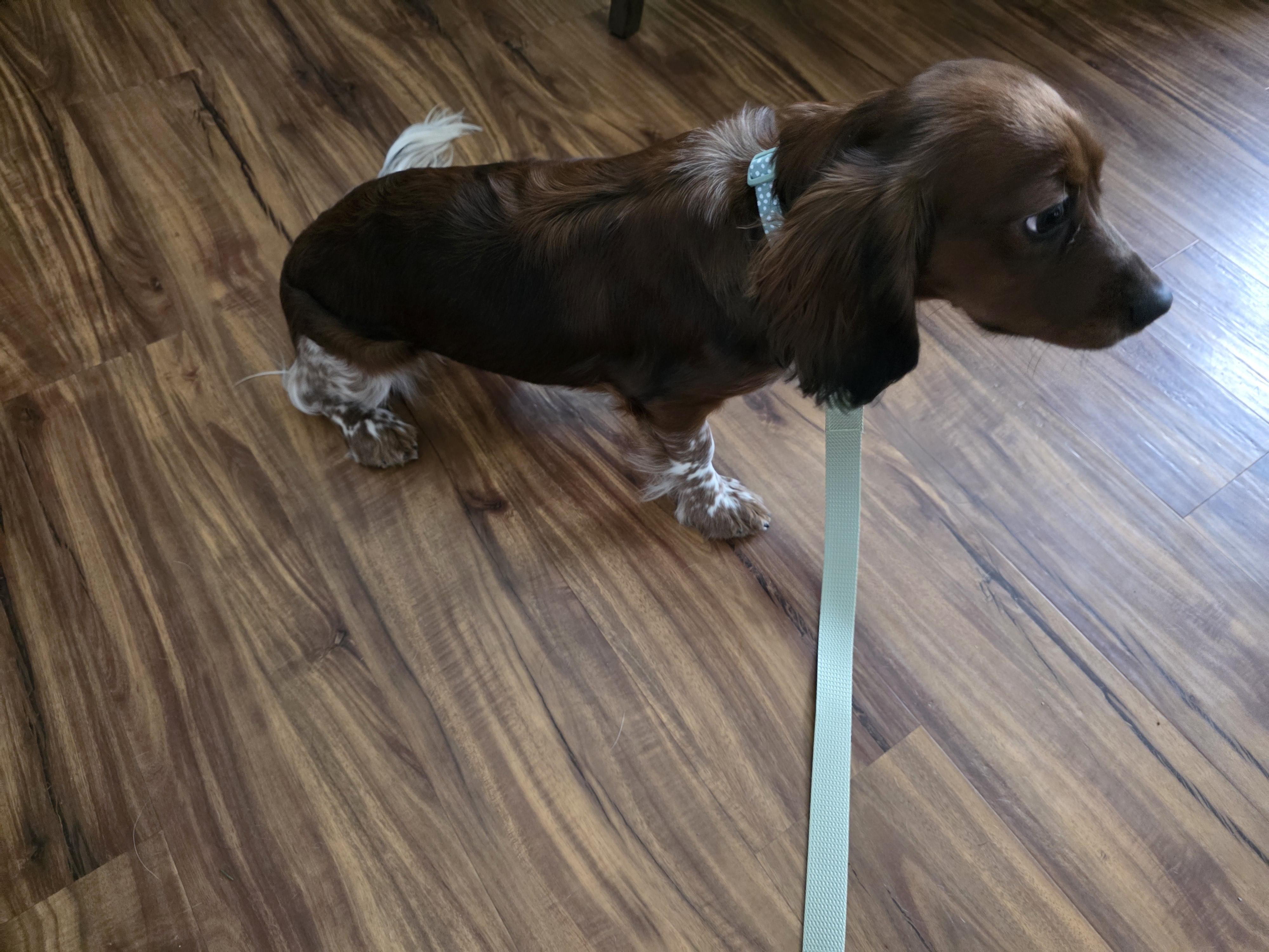 Enlarge Nora, an adopted mixed breed in York, PA image 4/4