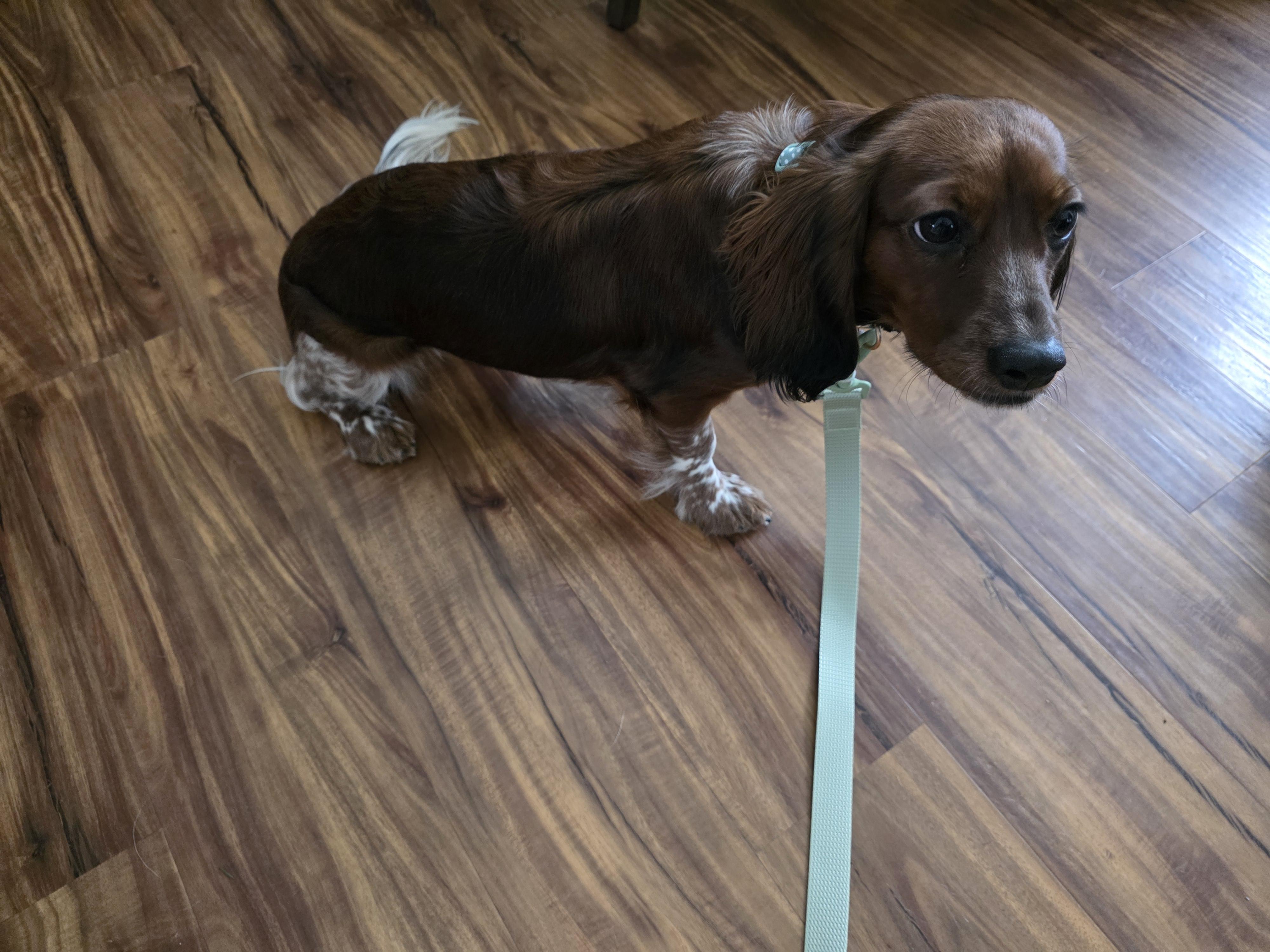 Nora, adopted, Puppy Female Dachshund & Cavalier King Charles Spaniel.