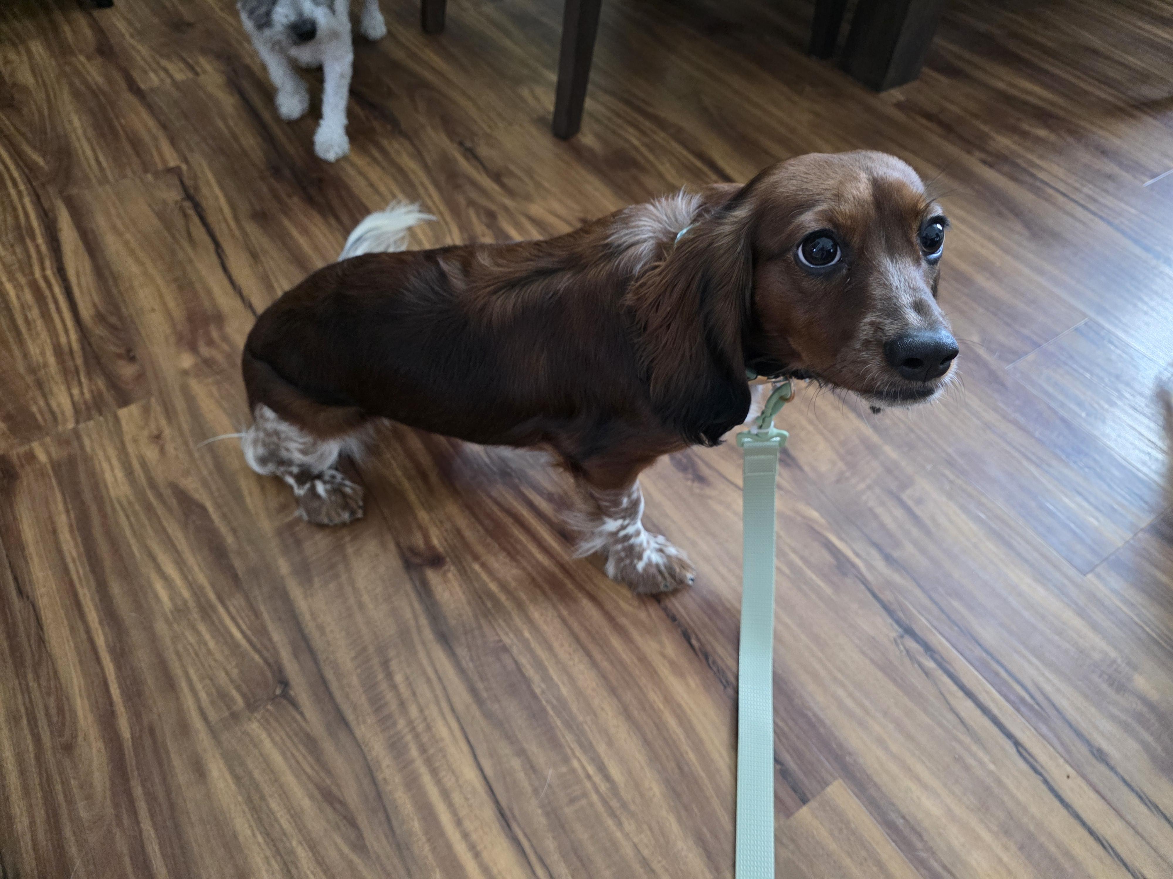 Enlarge Nora, an adopted mixed breed in York, PA image 3/4