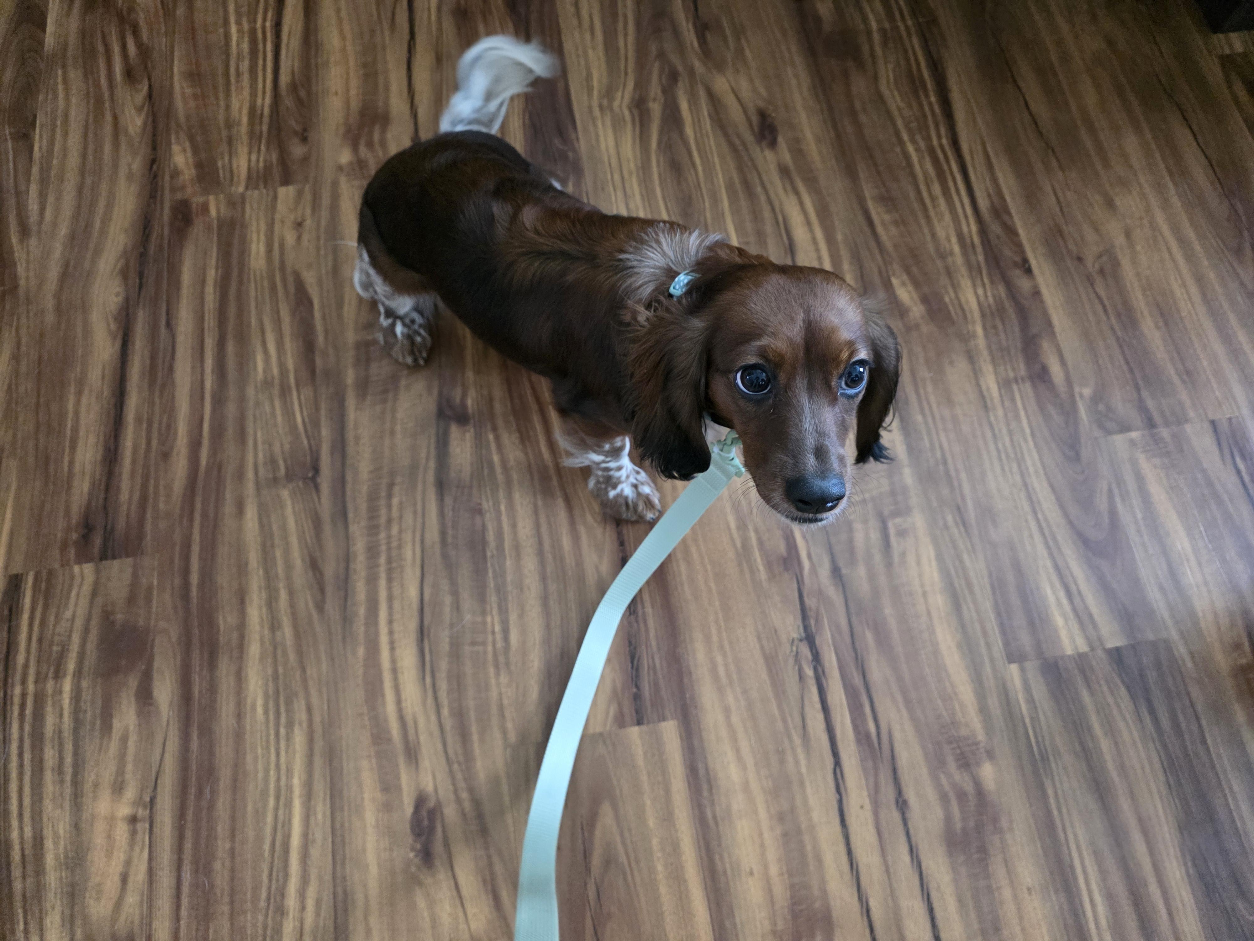 Enlarge Nora, an adopted mixed breed in York, PA image 2/4