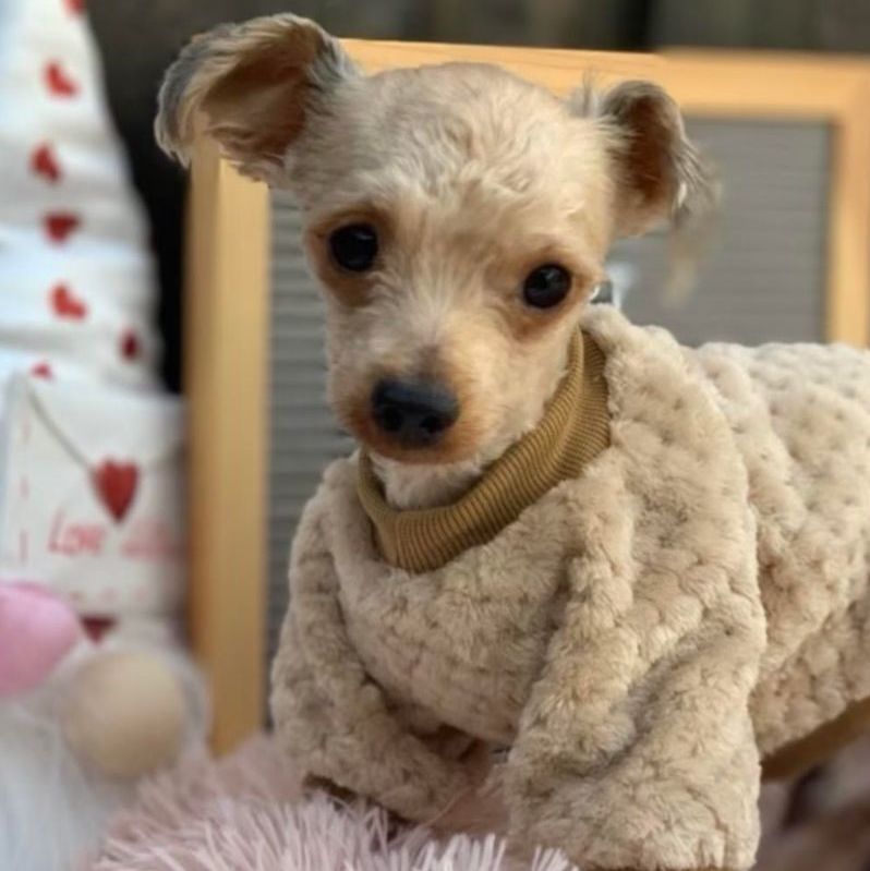 Enlarge Sweet Shy Alex, a Adopted Yorkshire Terrier in Topanga, CA image 1/1