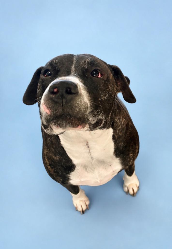 Enlarge Maggie, a Adoptable mixed breed in Rock Springs, WY image 2/2