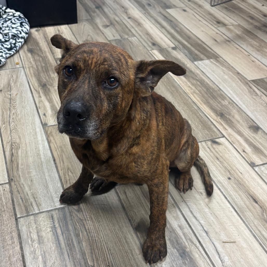 Cory, Adoptable, Young Male Mountain Cur & Mixed Breed.