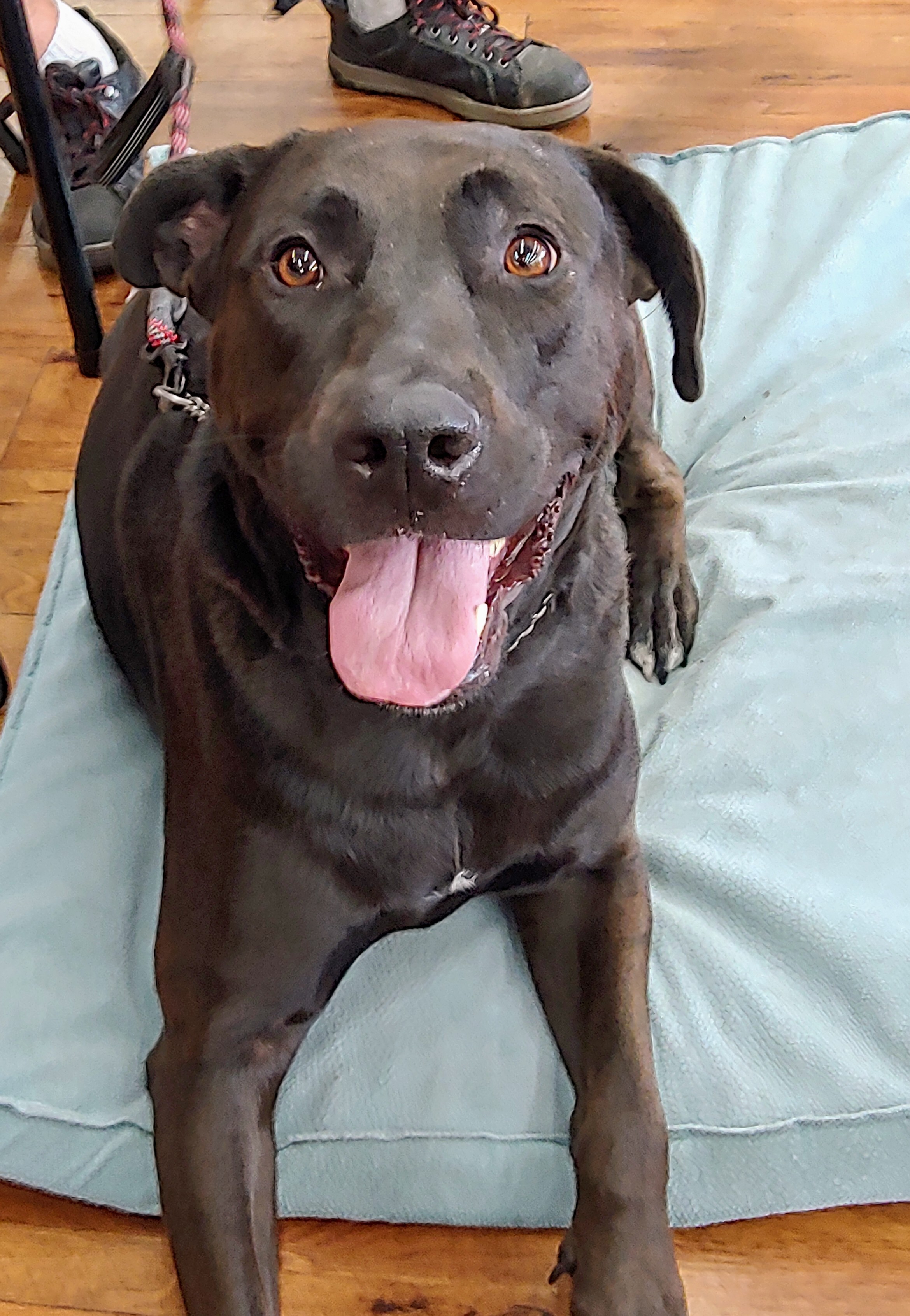 Dog for adoption Ember, a Labrador Retriever & German Shepherd Dog