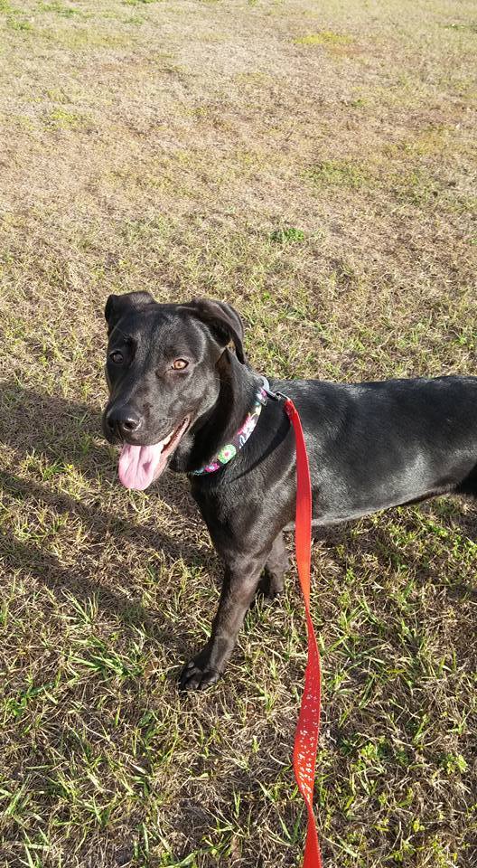 Dog for adoption Ember, a Labrador Retriever & German Shepherd Dog