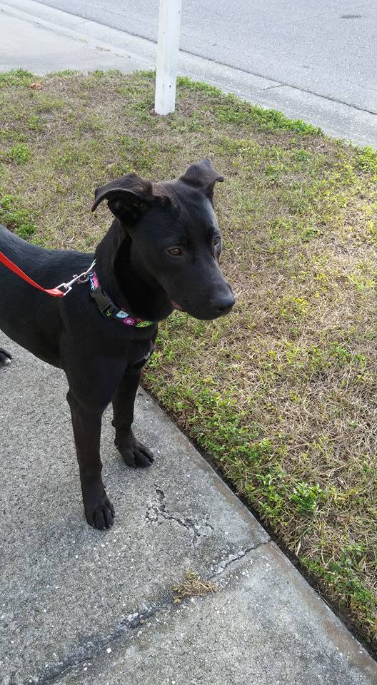 Dog for adoption Ember, a Labrador Retriever & German Shepherd Dog