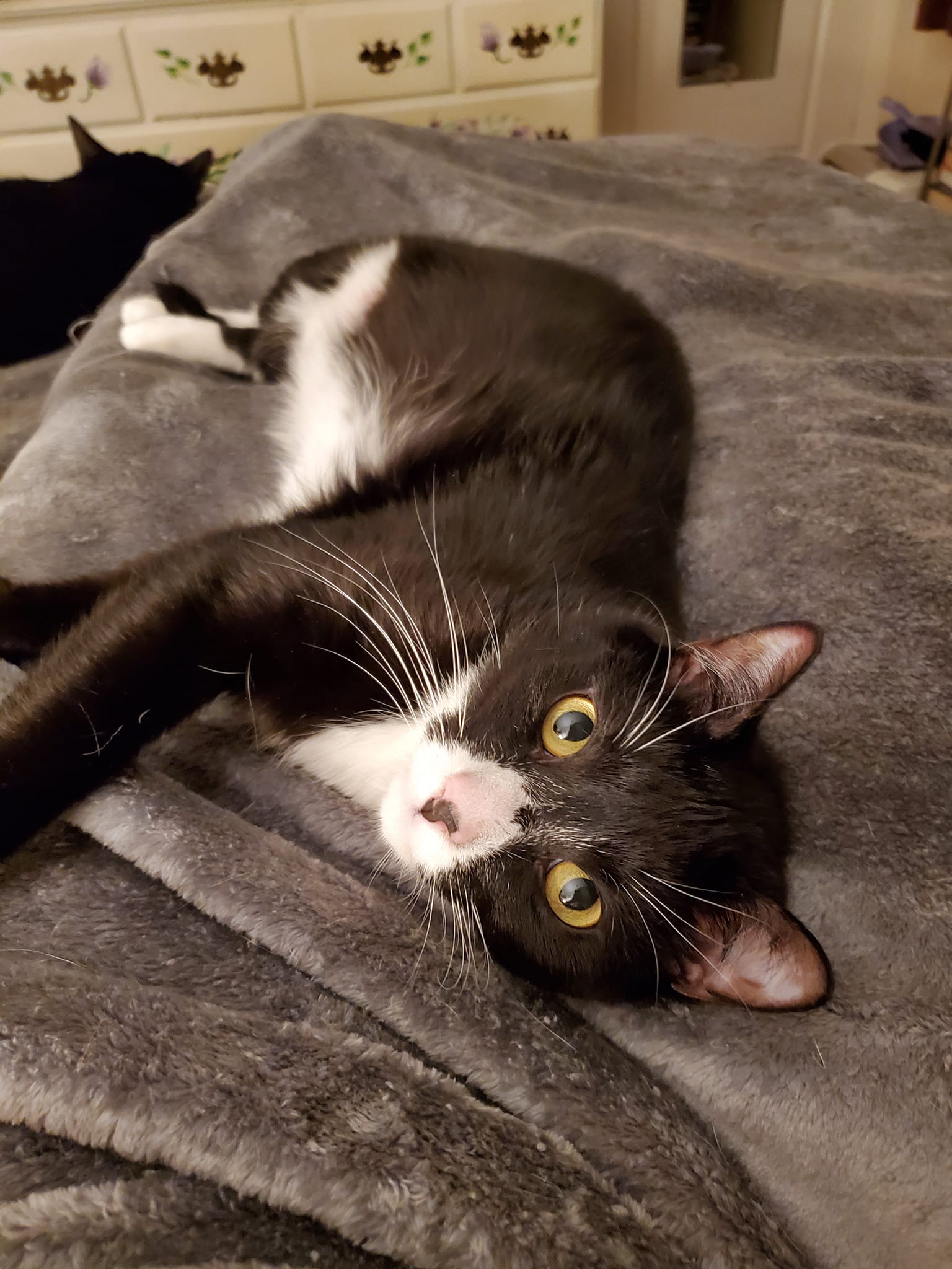 Enlarge Burgle, a Adopted Domestic Short Hair in Keansburg, NJ image 3/5