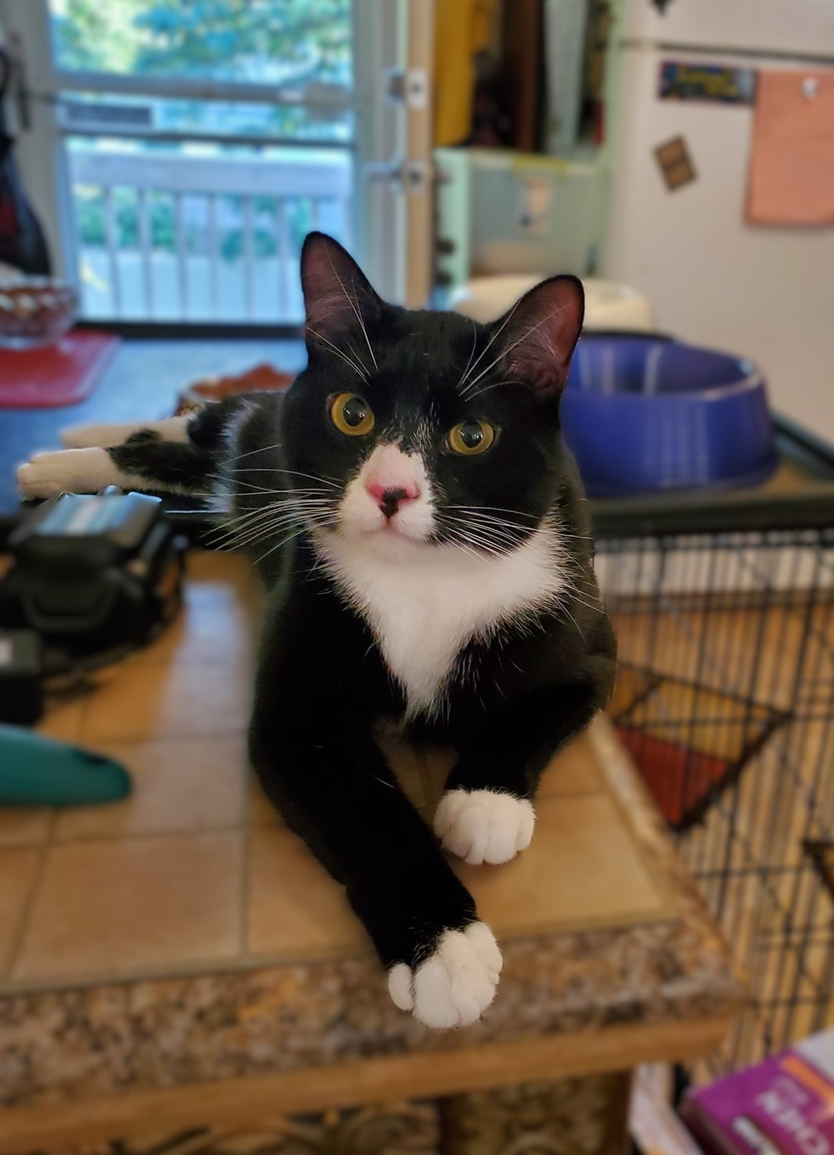 Burgle, Adopted, Adult Male Domestic Short Hair.