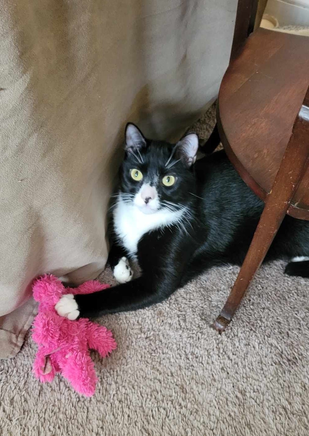 Enlarge Burgle, a Adopted Domestic Short Hair in Keansburg, NJ image 5/5