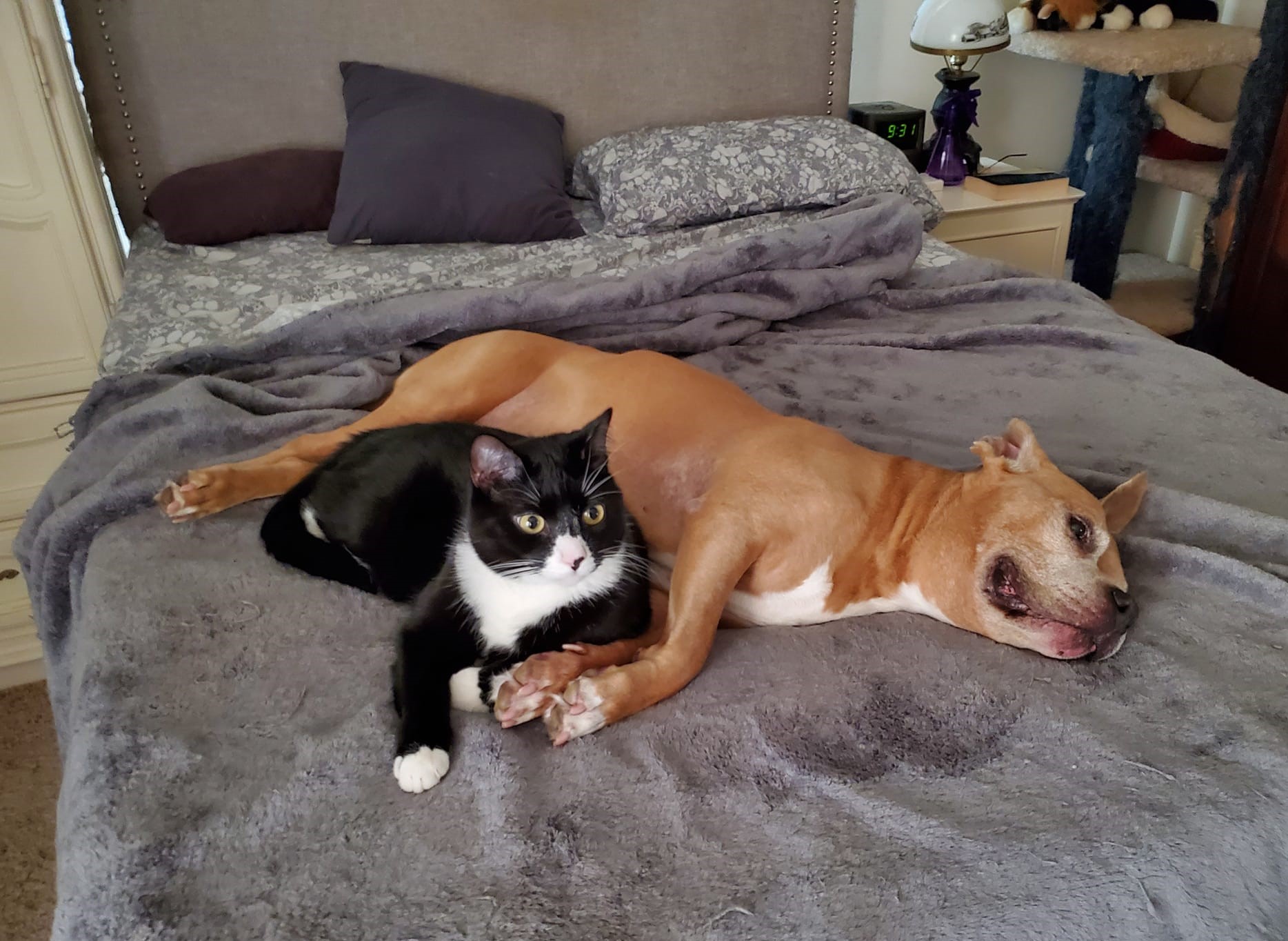 Enlarge Burgle, a Adopted Domestic Short Hair in Keansburg, NJ image 4/5