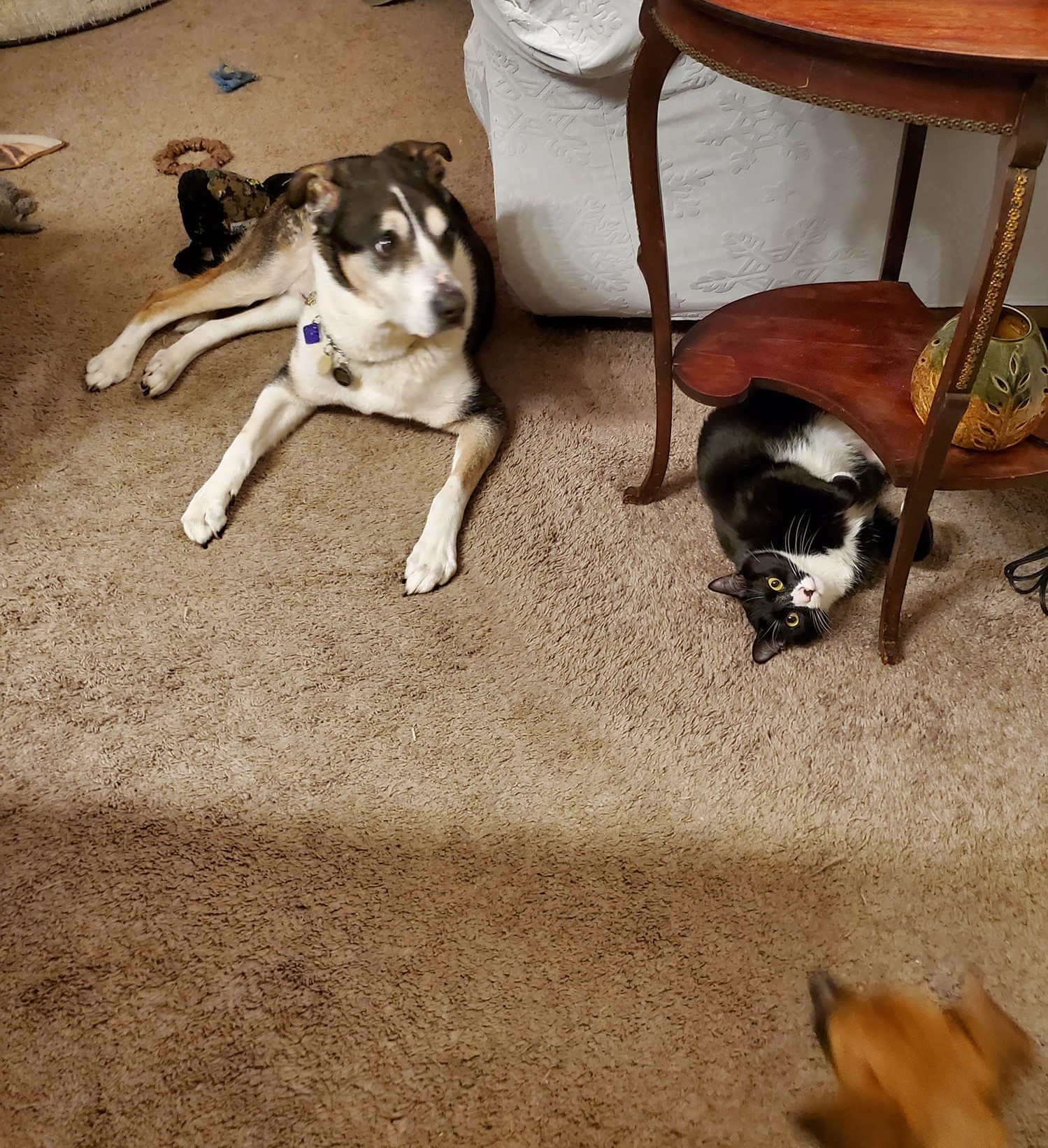 Enlarge Burgle, a Adopted Domestic Short Hair in Keansburg, NJ image 2/5