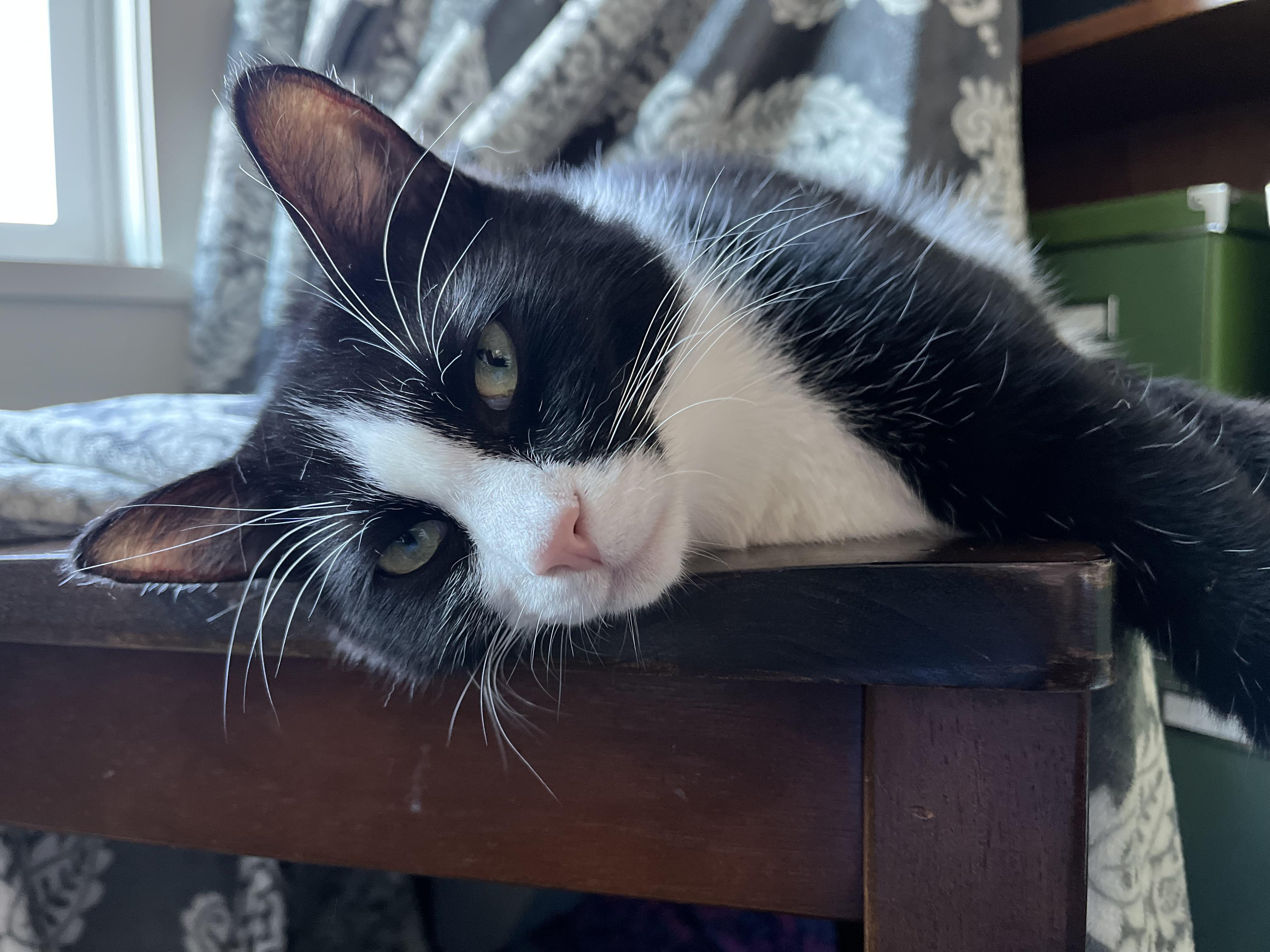 Enlarge Scotty (bonded with Ziggy), a Adoptable Domestic Short Hair in Wilsonville, OR image 2/6