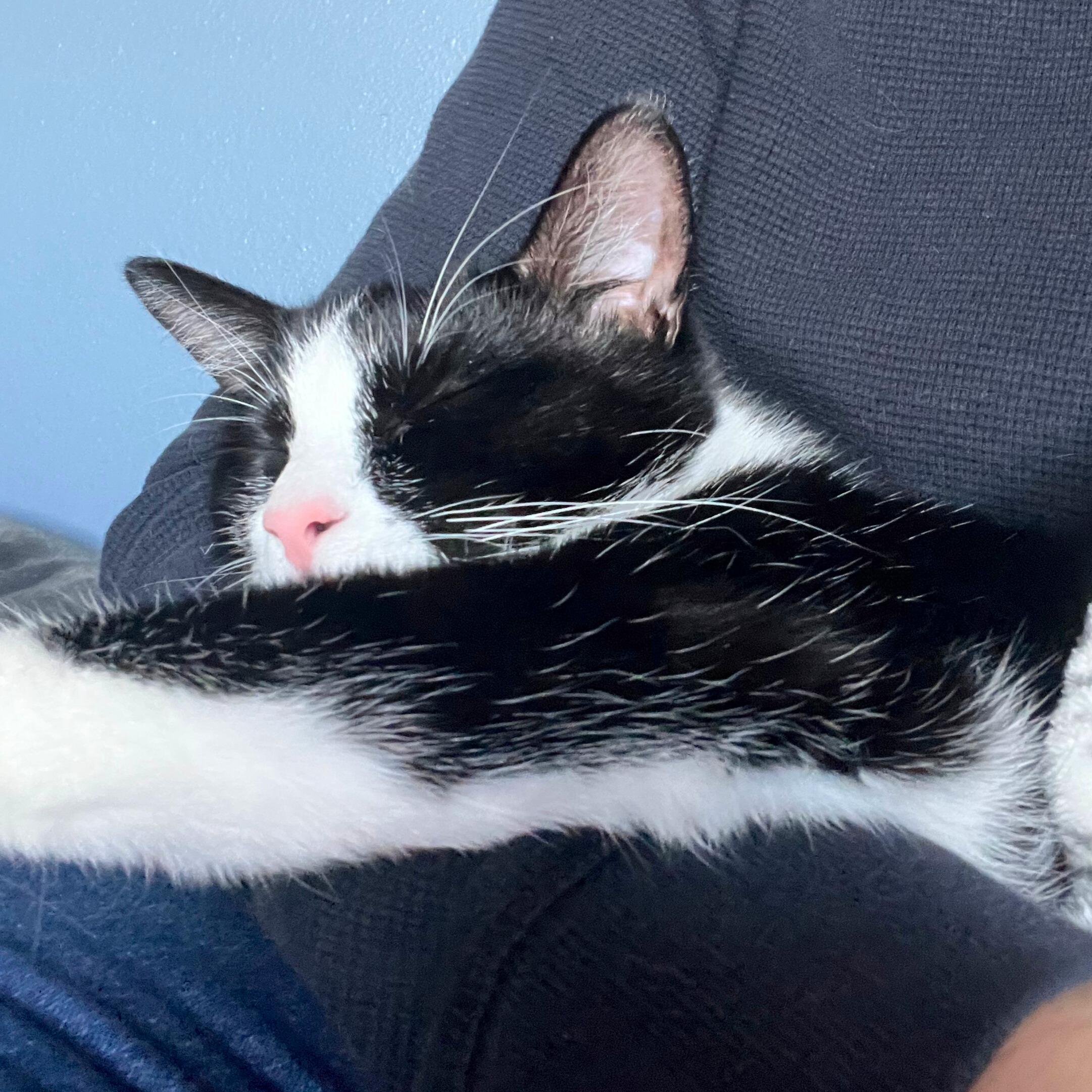 Enlarge Scotty (bonded with Ziggy), a Adoptable Domestic Short Hair in Wilsonville, OR image 3/6