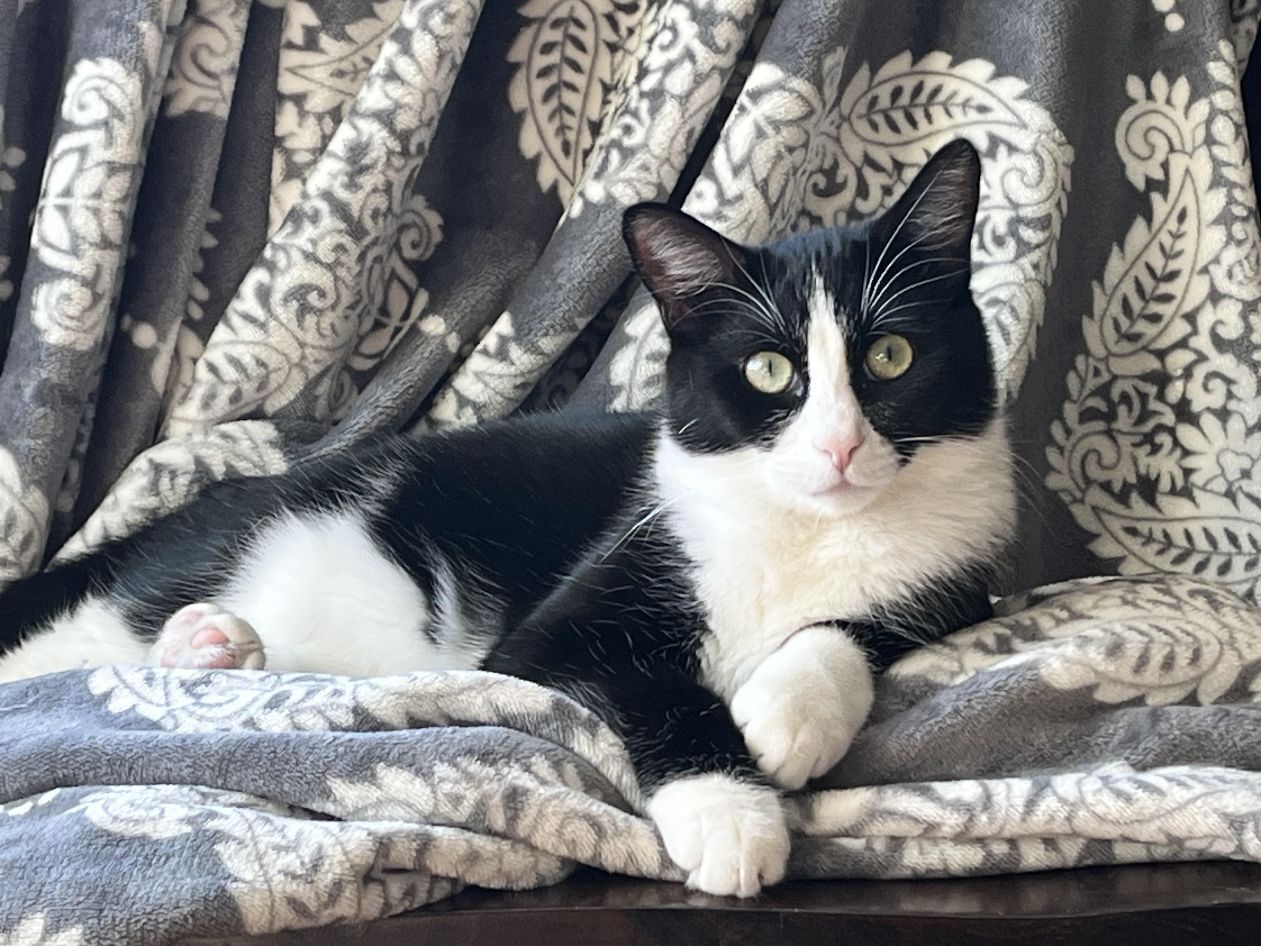 Enlarge Scotty (bonded with Ziggy), a Adoptable Domestic Short Hair in Wilsonville, OR image 4/6