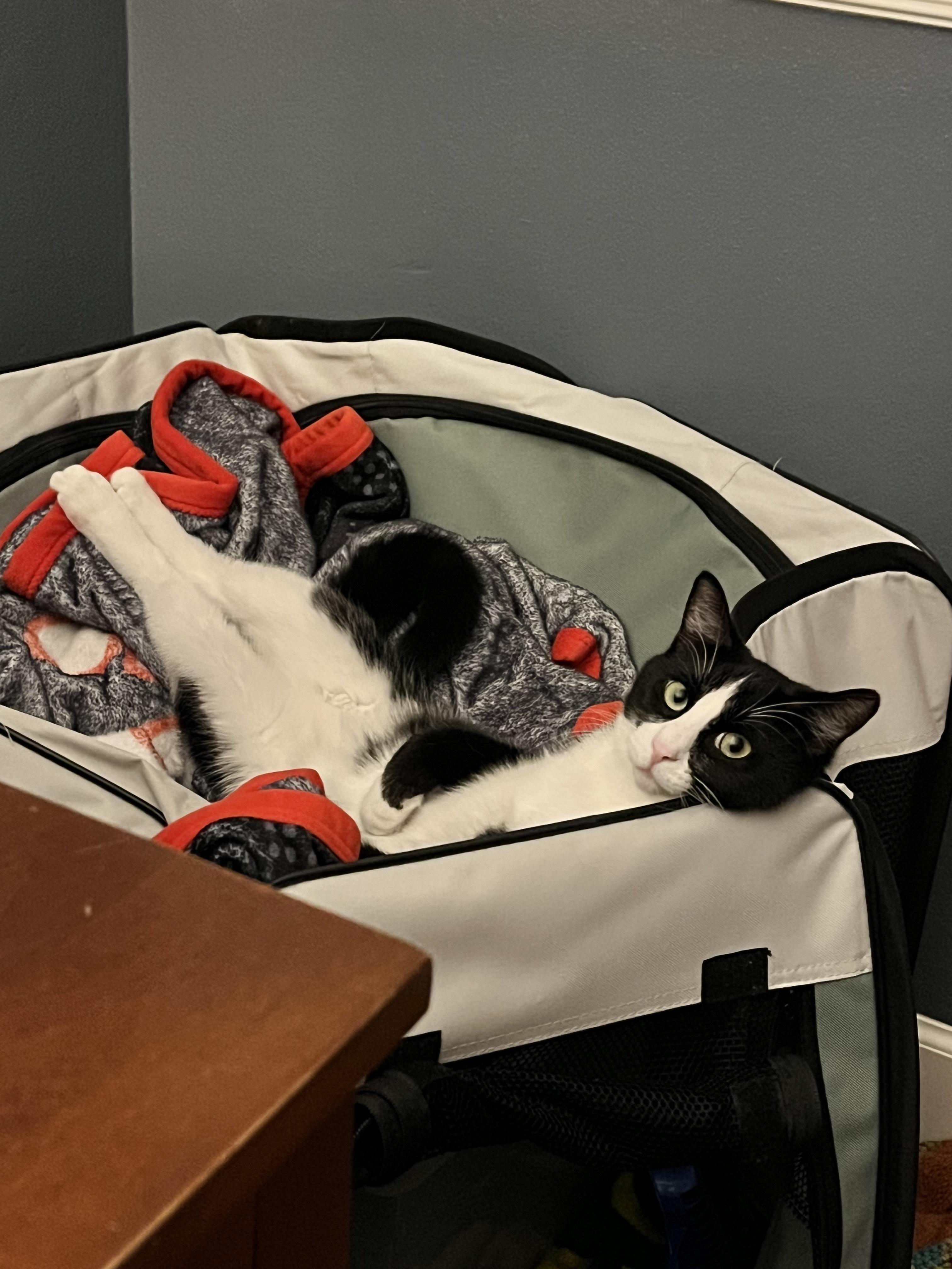 Enlarge Scotty (bonded with Ziggy), a Adoptable Domestic Short Hair in Wilsonville, OR image 6/6