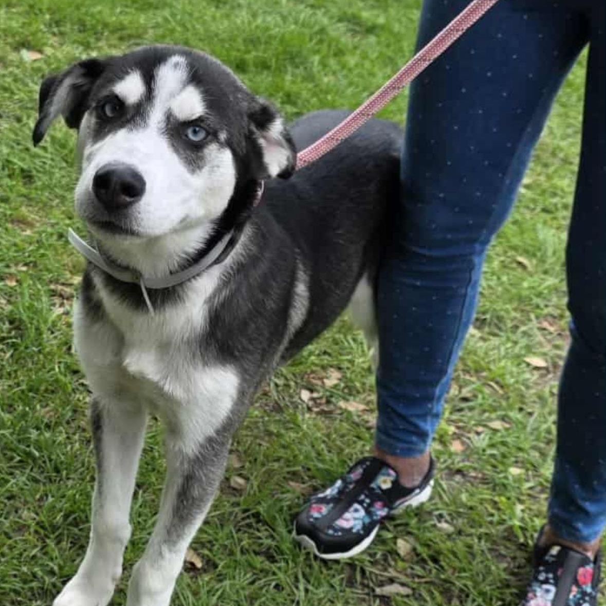 Dutton , ADOPTABLE, Puppy Male Siberian Husky.