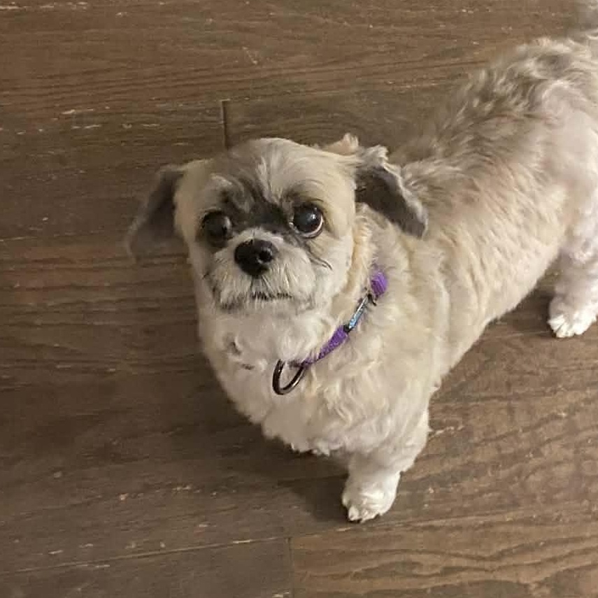 Lou Lou Belle thumbnail 2