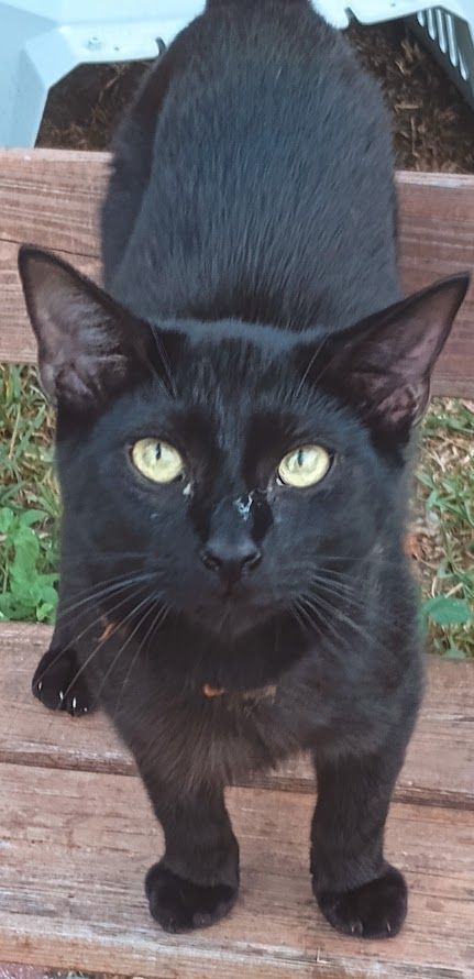 Enlarge Licorice, a Adoptable Domestic Short Hair in Spring Hill, FL image 1/1