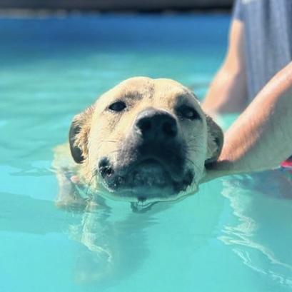 Chuck, Adopted, Adult Male Carolina Dog & German Shepherd Dog.
