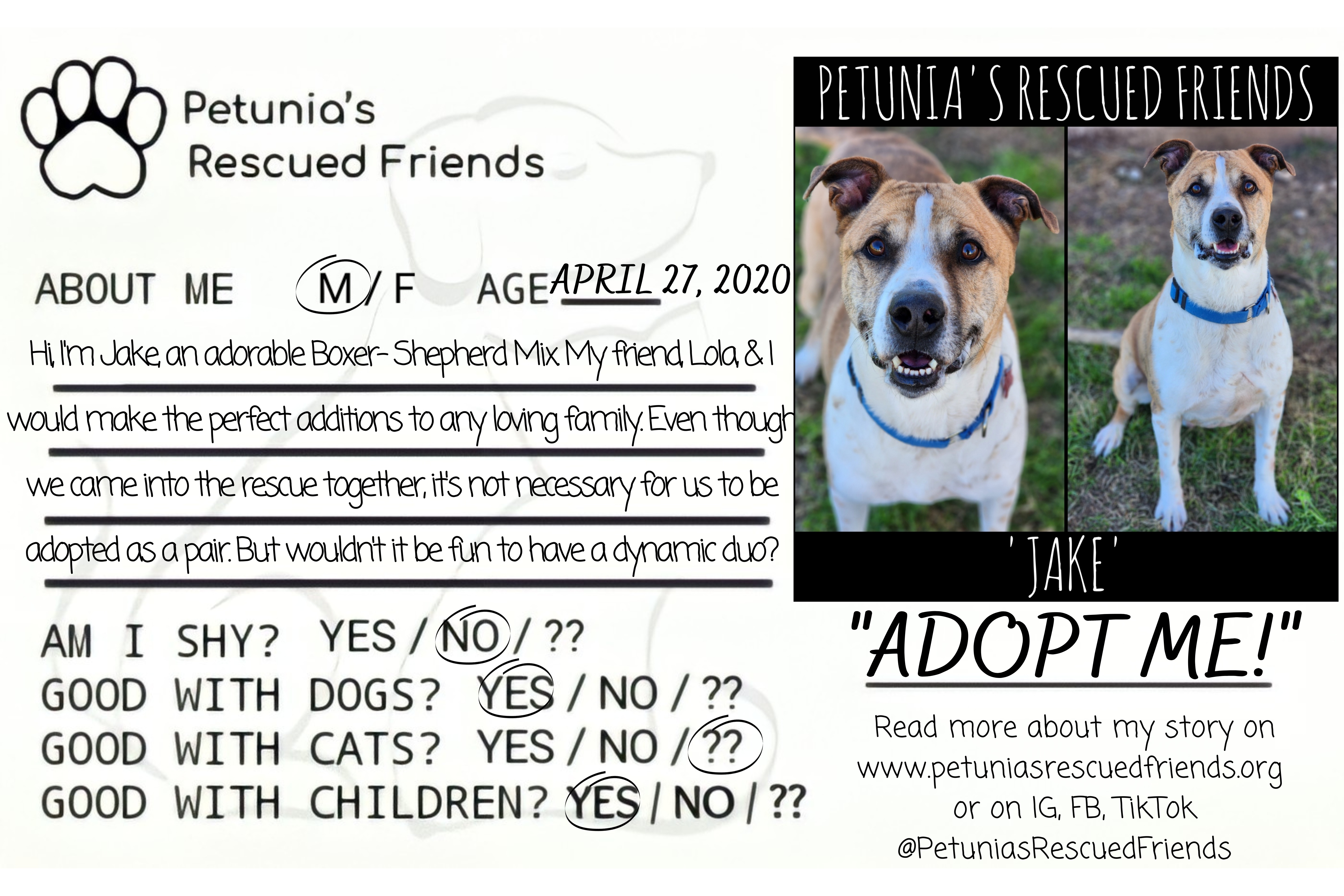 Enlarge Jake, a Adoptable Mixed Breed in Castroville, TX image 2/6