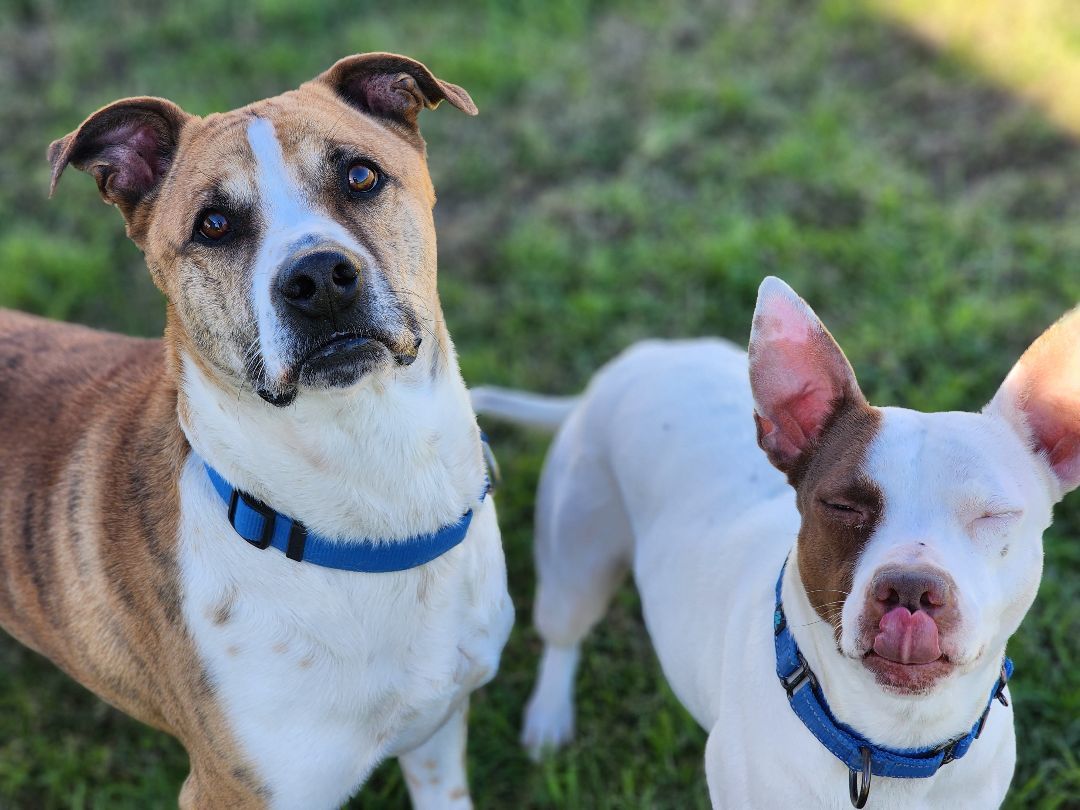 Enlarge Jake, a Adoptable Mixed Breed in Castroville, TX image 3/6