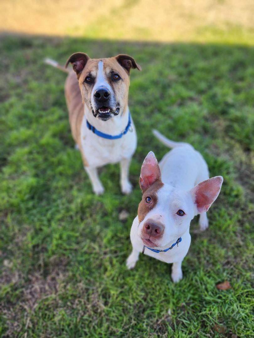 Enlarge Jake, a Adoptable Mixed Breed in Castroville, TX image 5/6