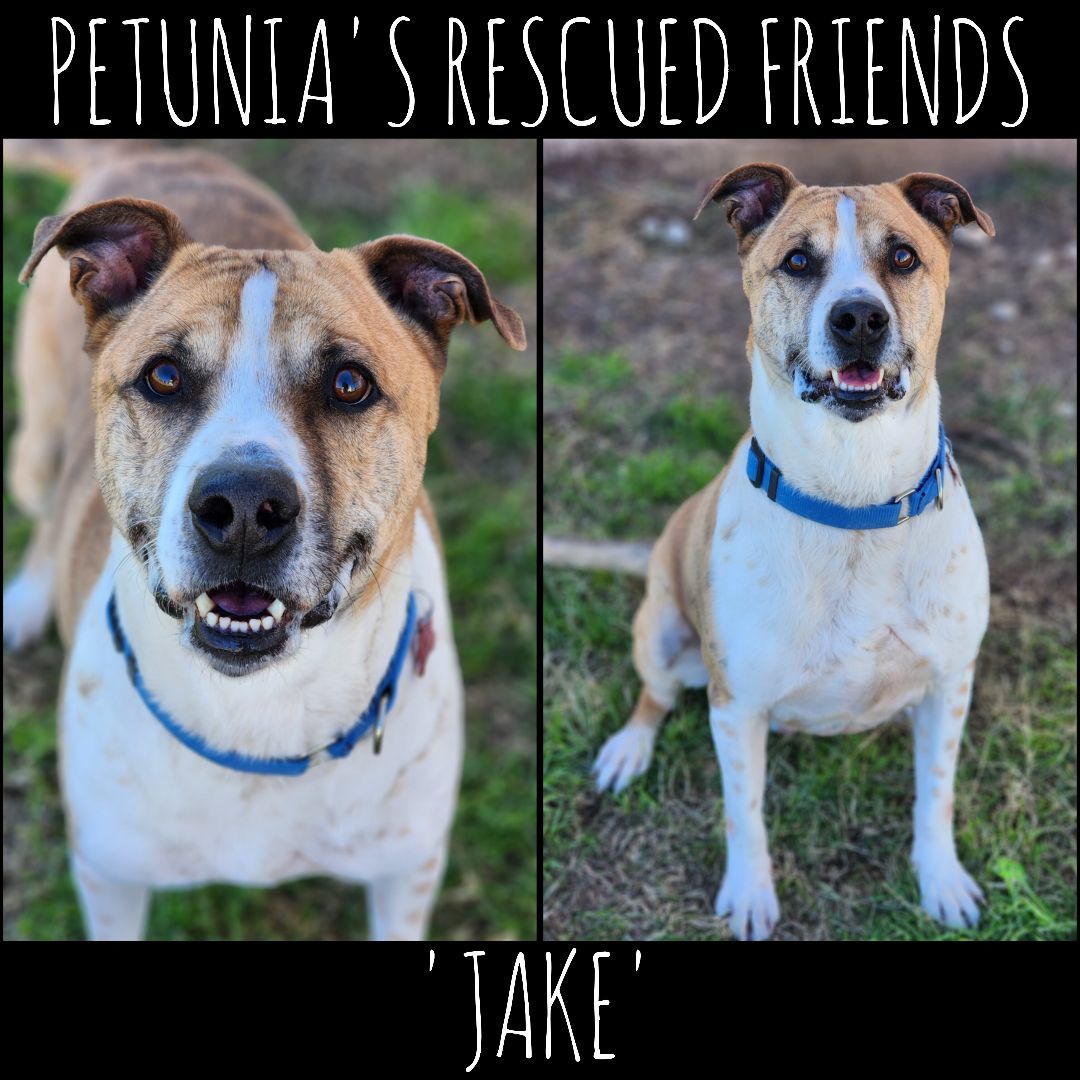 Jake, Adoptable, Young Male Mixed Breed.