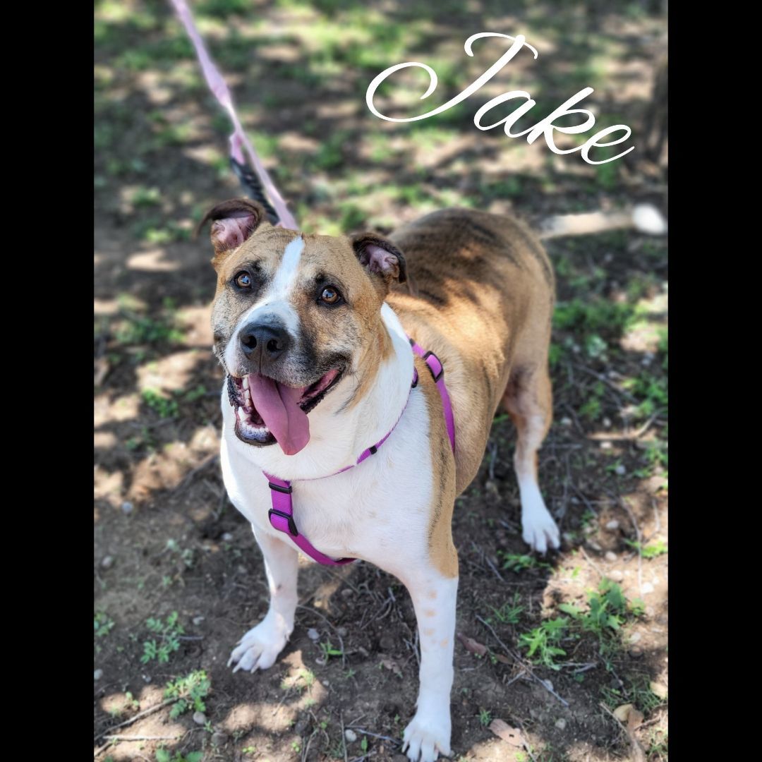 Enlarge Jake, a Adoptable Mixed Breed in Castroville, TX image 6/6