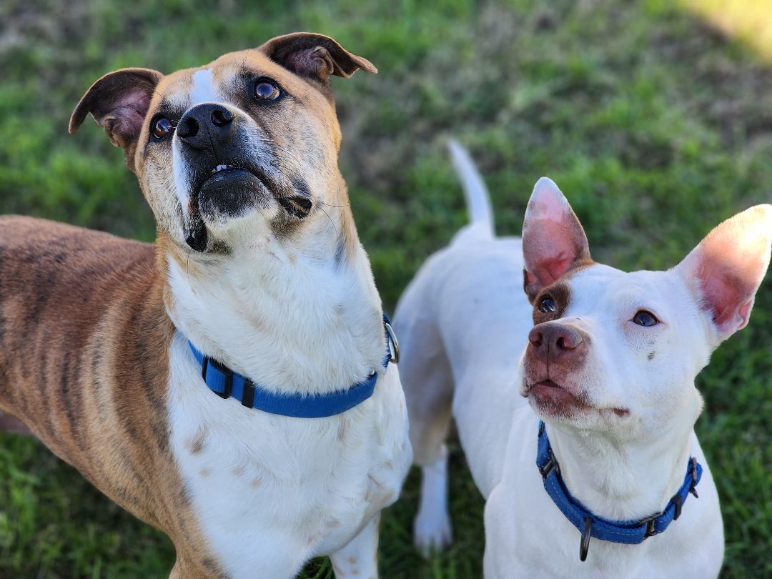 Enlarge Jake, a Adoptable Mixed Breed in Castroville, TX image 4/6