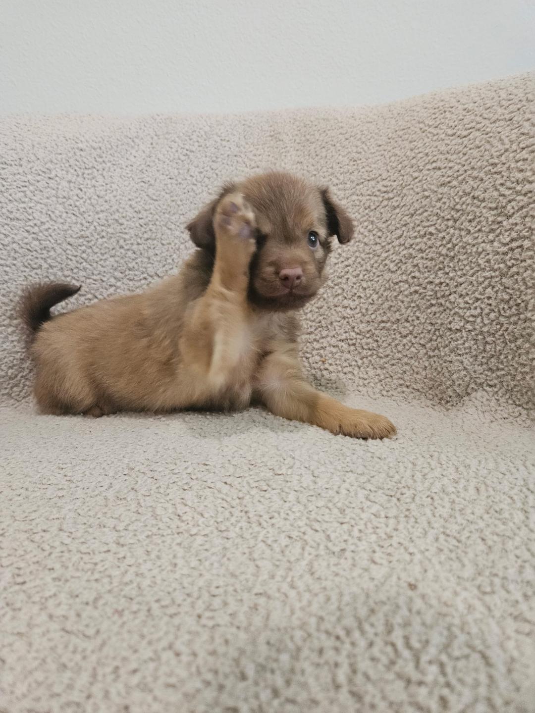 Enlarge Orzo - Rosie Pup, a Adoptable mixed breed in Los Angeles, CA image 4/6