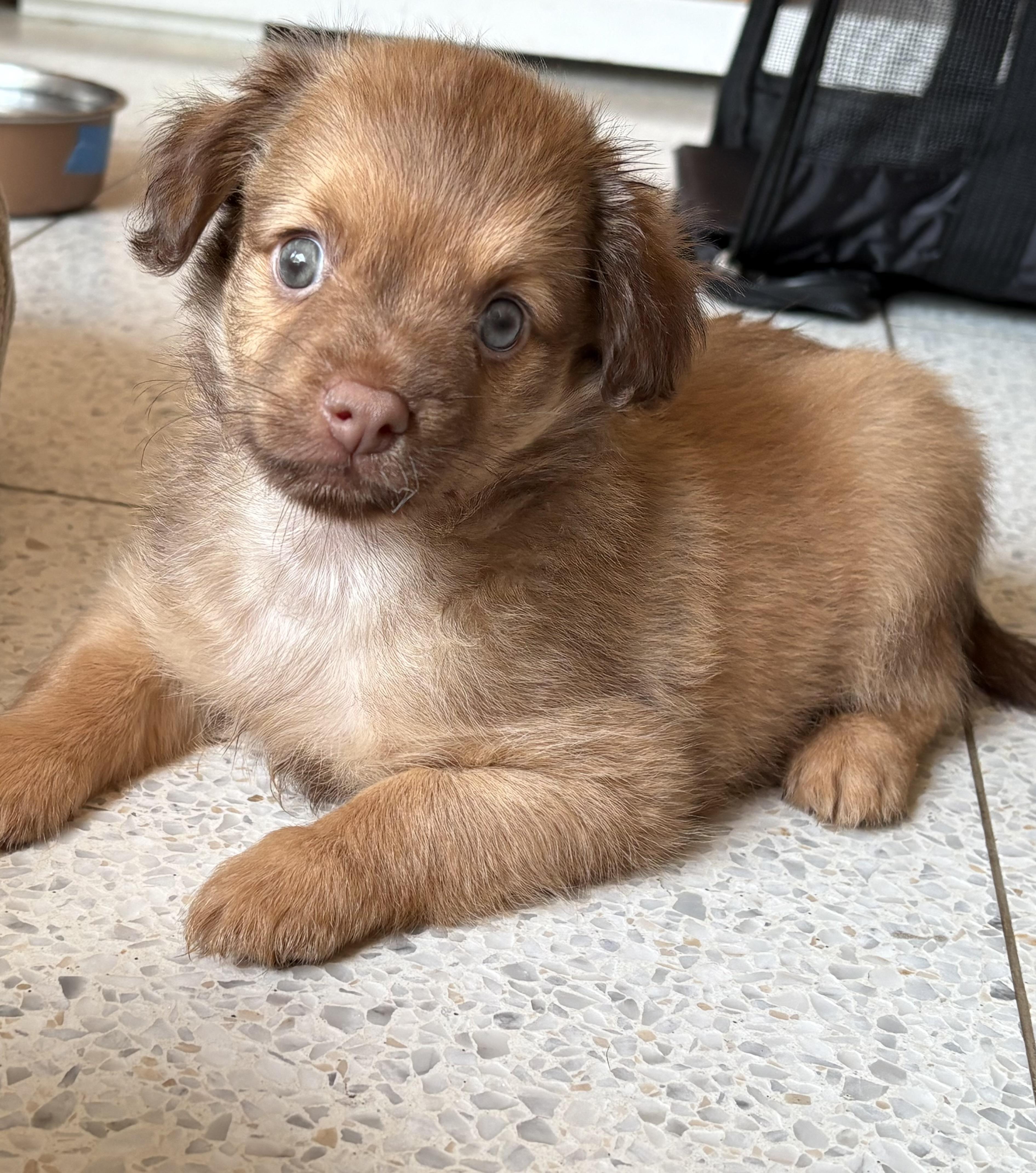 Enlarge Orzo - Rosie Pup, a Adoptable mixed breed in Los Angeles, CA image 2/6