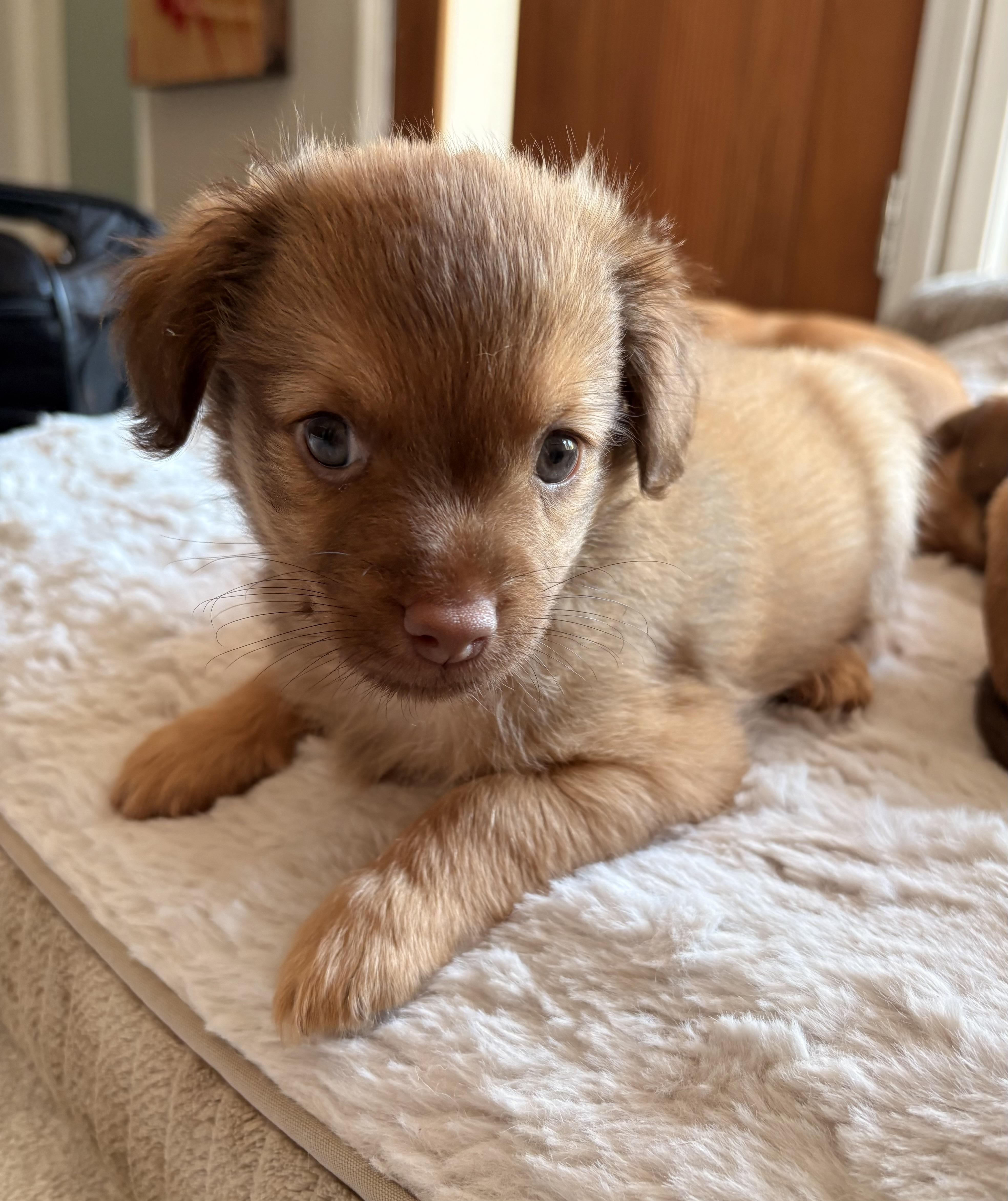 Enlarge Orzo - Rosie Pup, a Adoptable mixed breed in Los Angeles, CA image 6/6