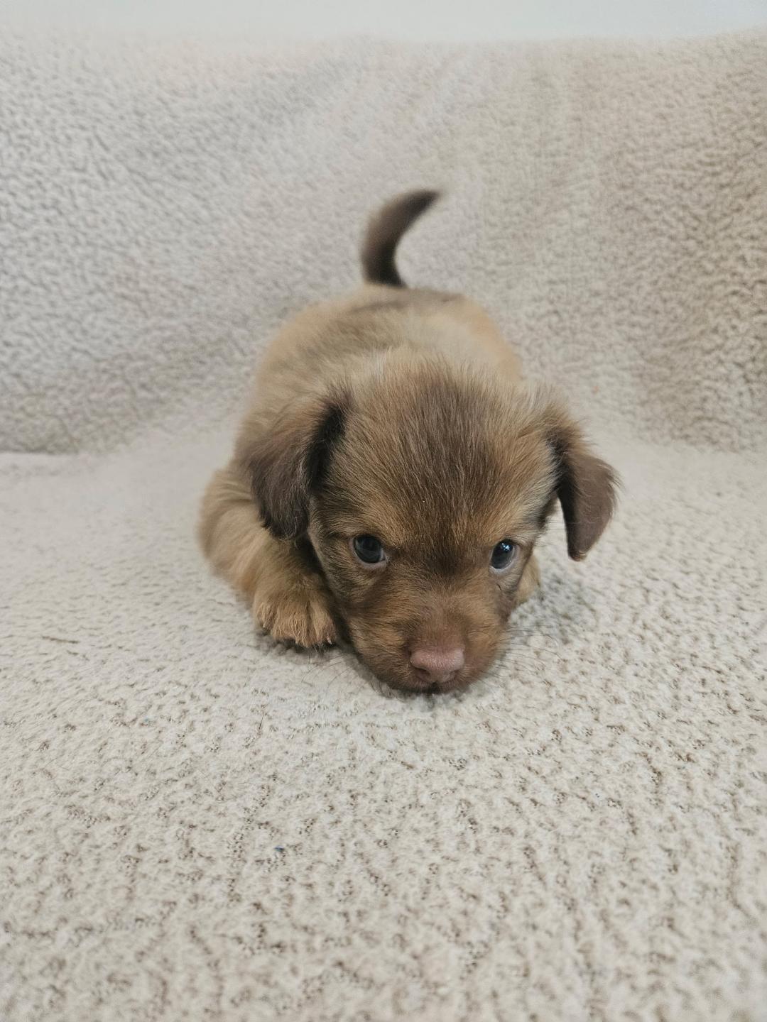 Enlarge Orzo - Rosie Pup, a Adoptable mixed breed in Los Angeles, CA image 5/6