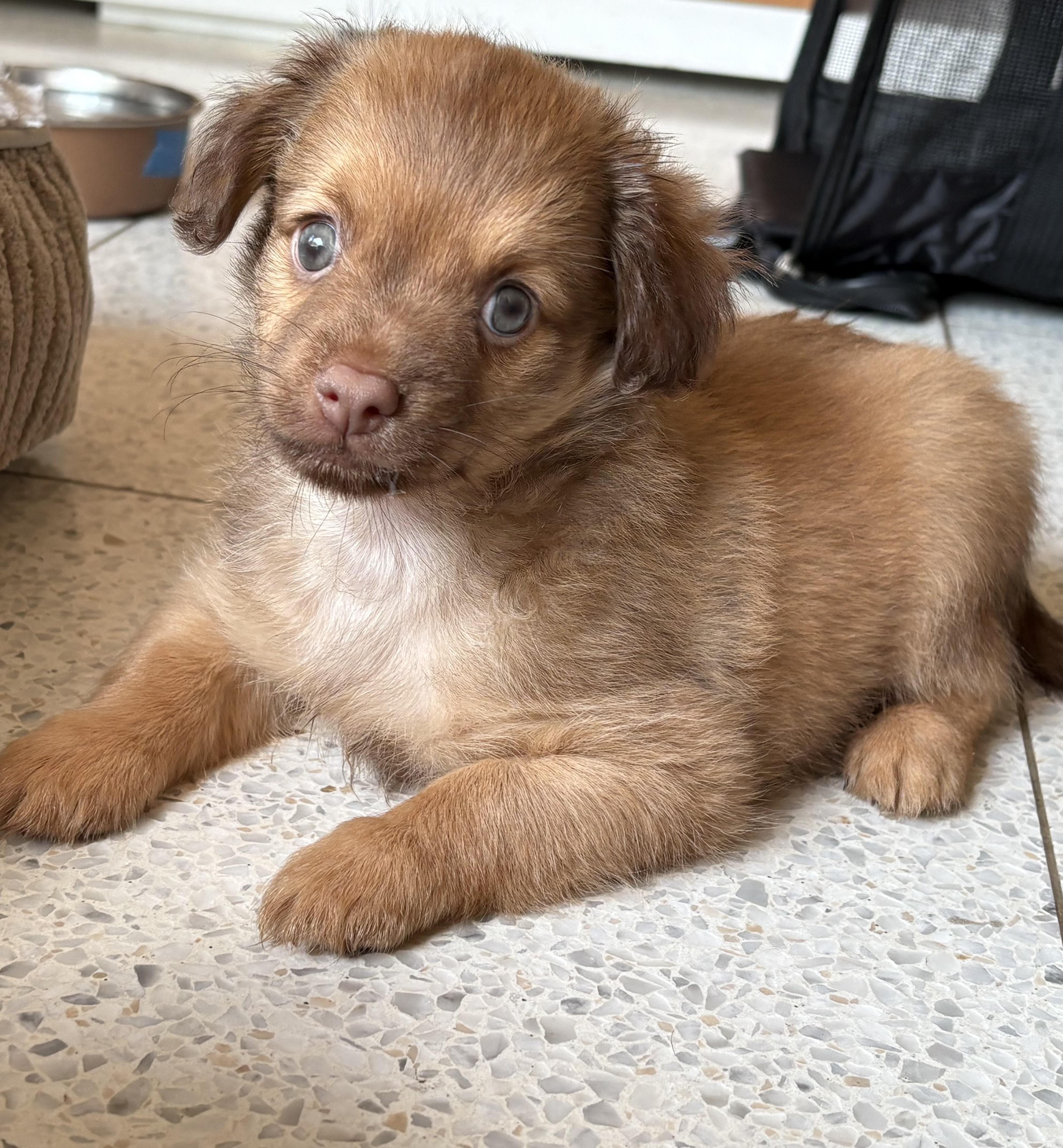 Orzo - Rosie Pup, Adoptable, Puppy Male Chihuahua.