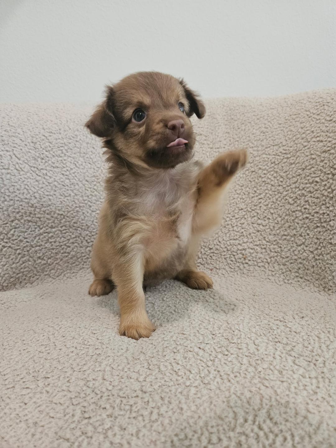 Enlarge Orzo - Rosie Pup, a Adoptable mixed breed in Los Angeles, CA image 3/6