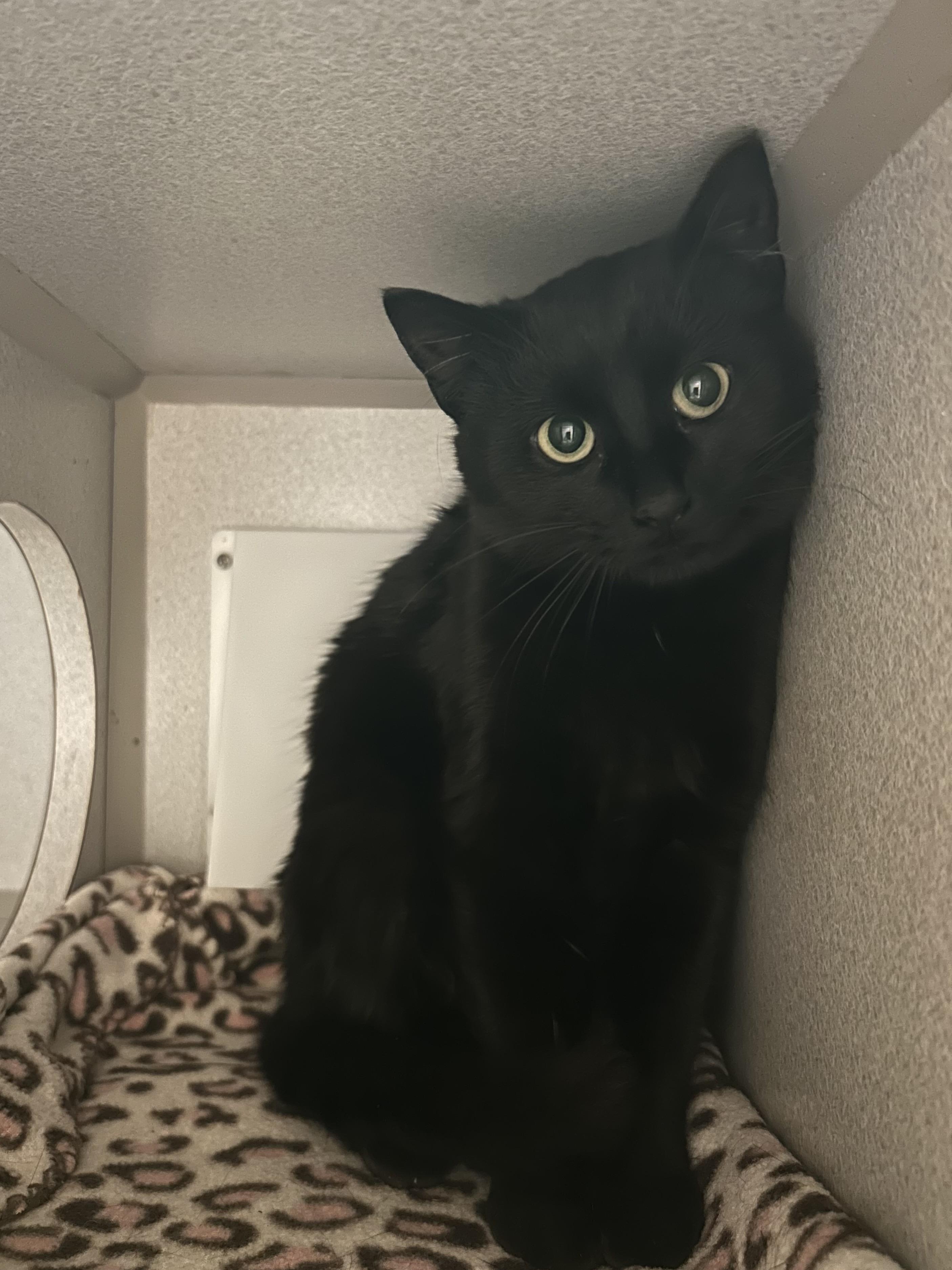 Raven, adopted, Young Female Domestic Short Hair.