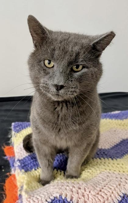 Dusty — thumbnail 2