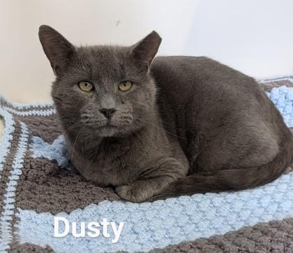 Dusty — thumbnail 5