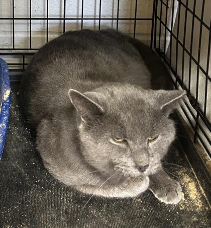 Dusty — thumbnail 6