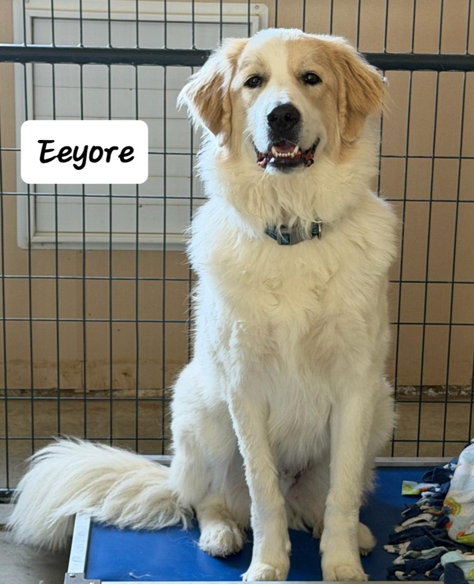Enlarge Eeyore, a ADOPTABLE mixed breed in Urbana, OH image 1/2