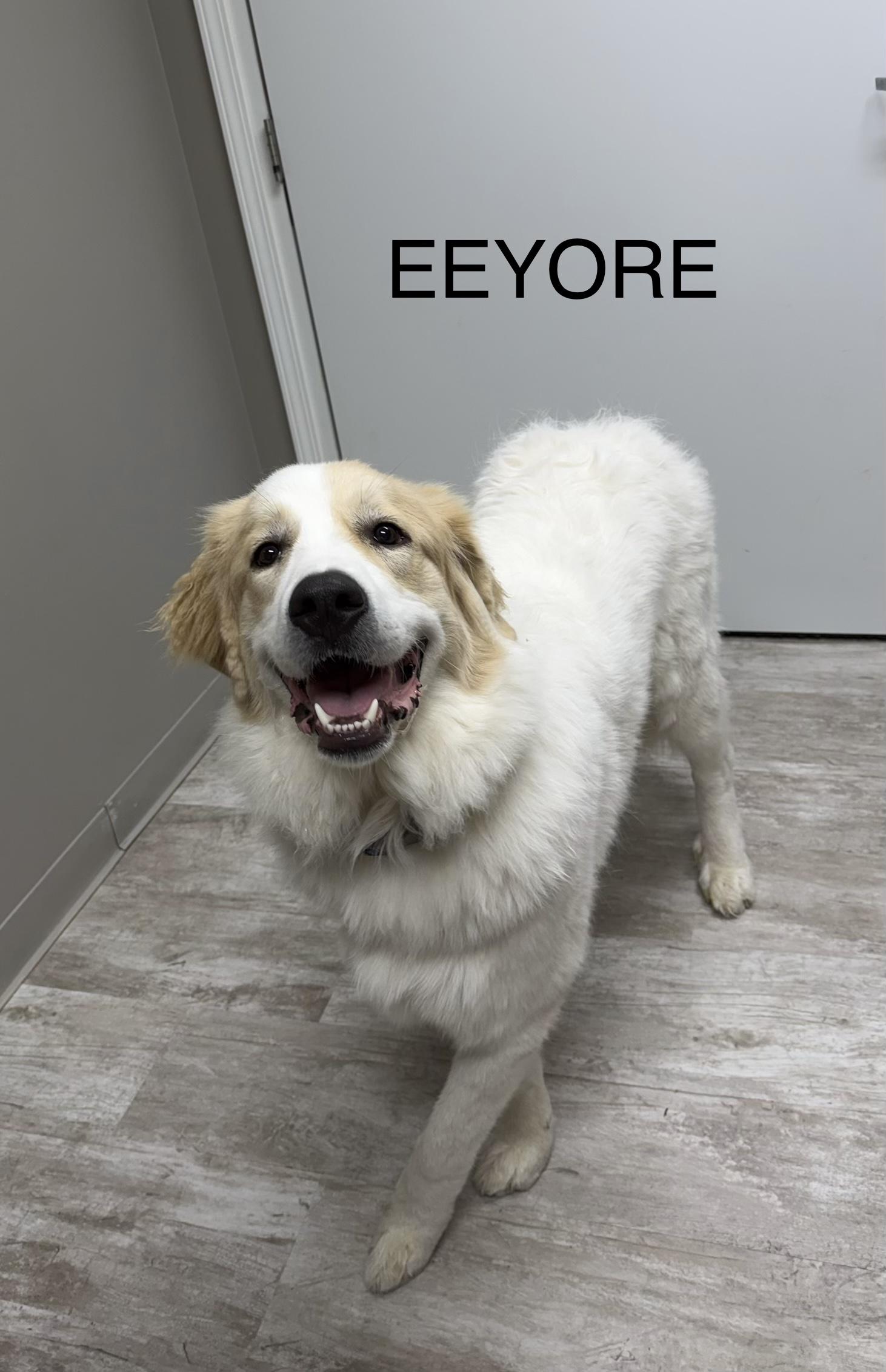 Enlarge Eeyore, a ADOPTABLE mixed breed in Urbana, OH image 2/2