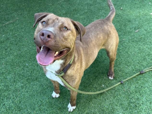 Enlarge SANTA, a Adoptable mixed breed in Van Nuys, CA image 1/1